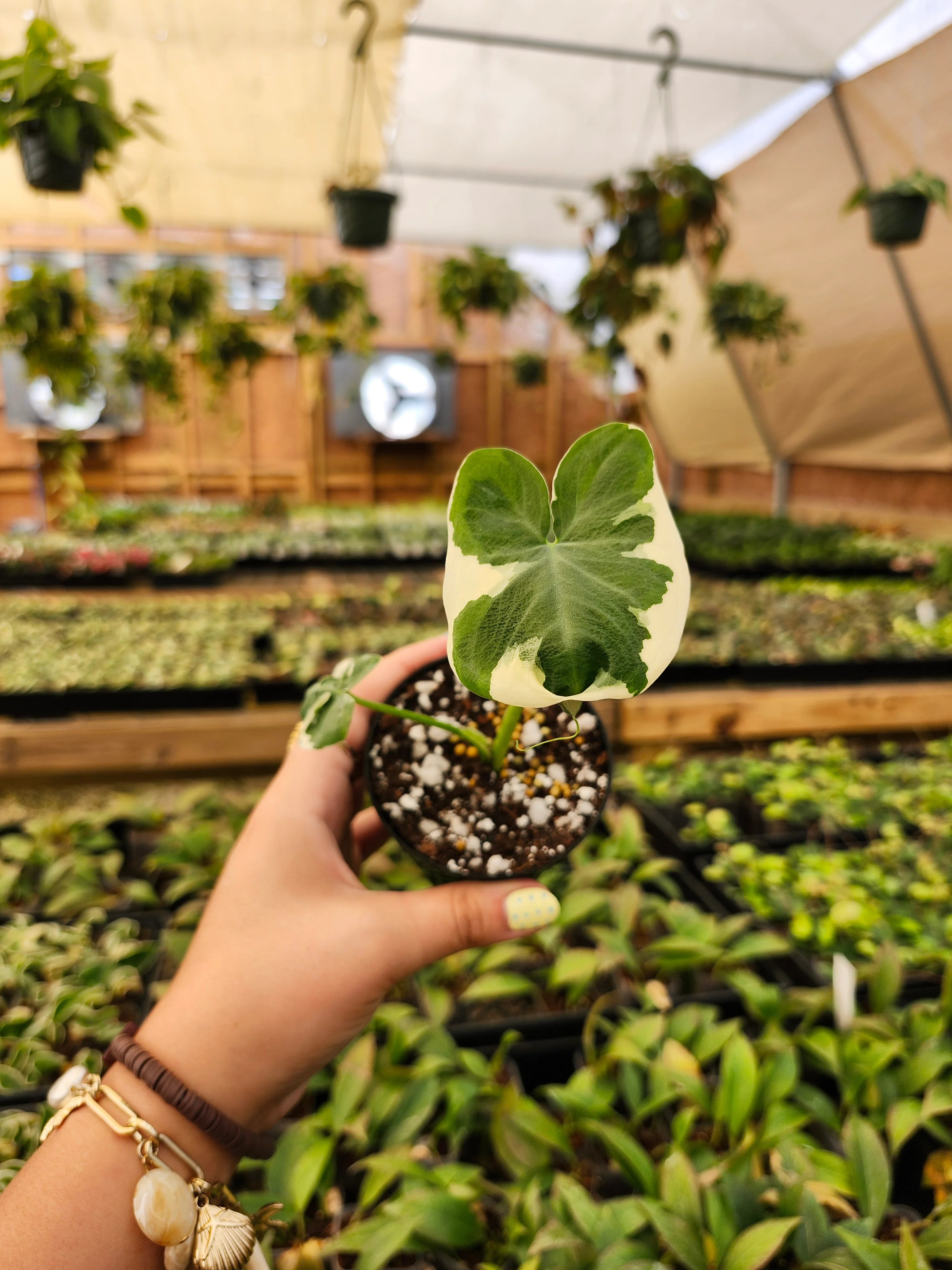 Alocasia Mickey Mouse - Image 4