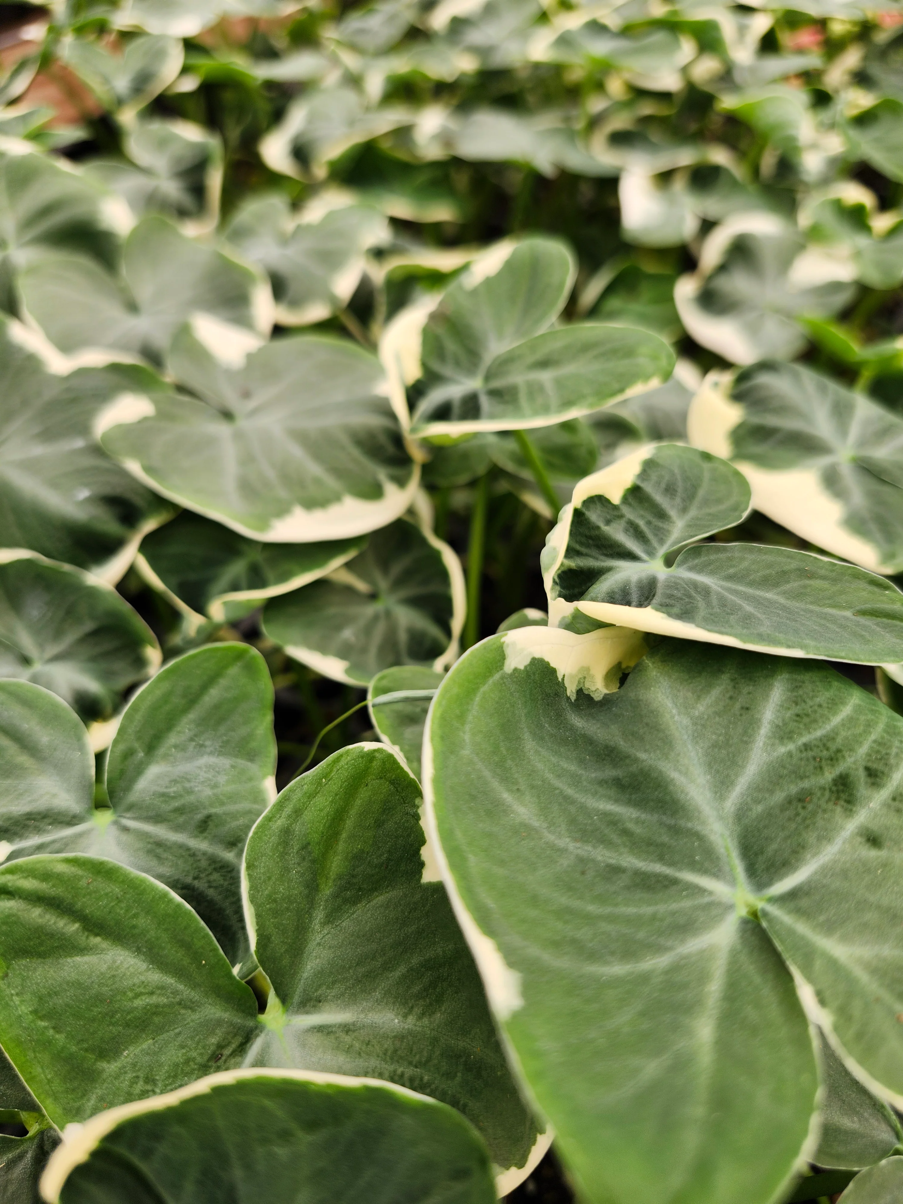 Alocasia Mickey Mouse - Image 5