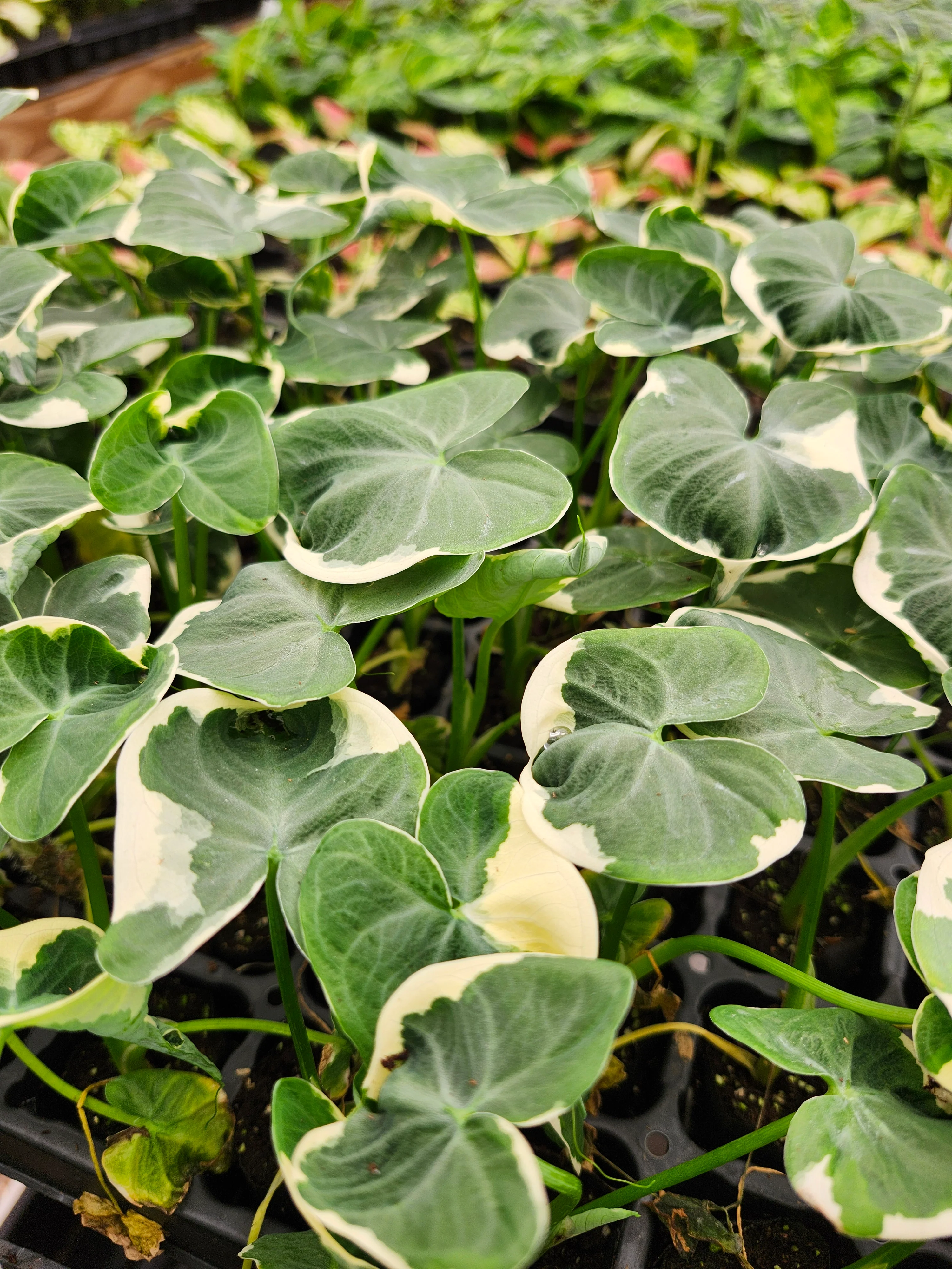 Alocasia Mickey Mouse - Image 6