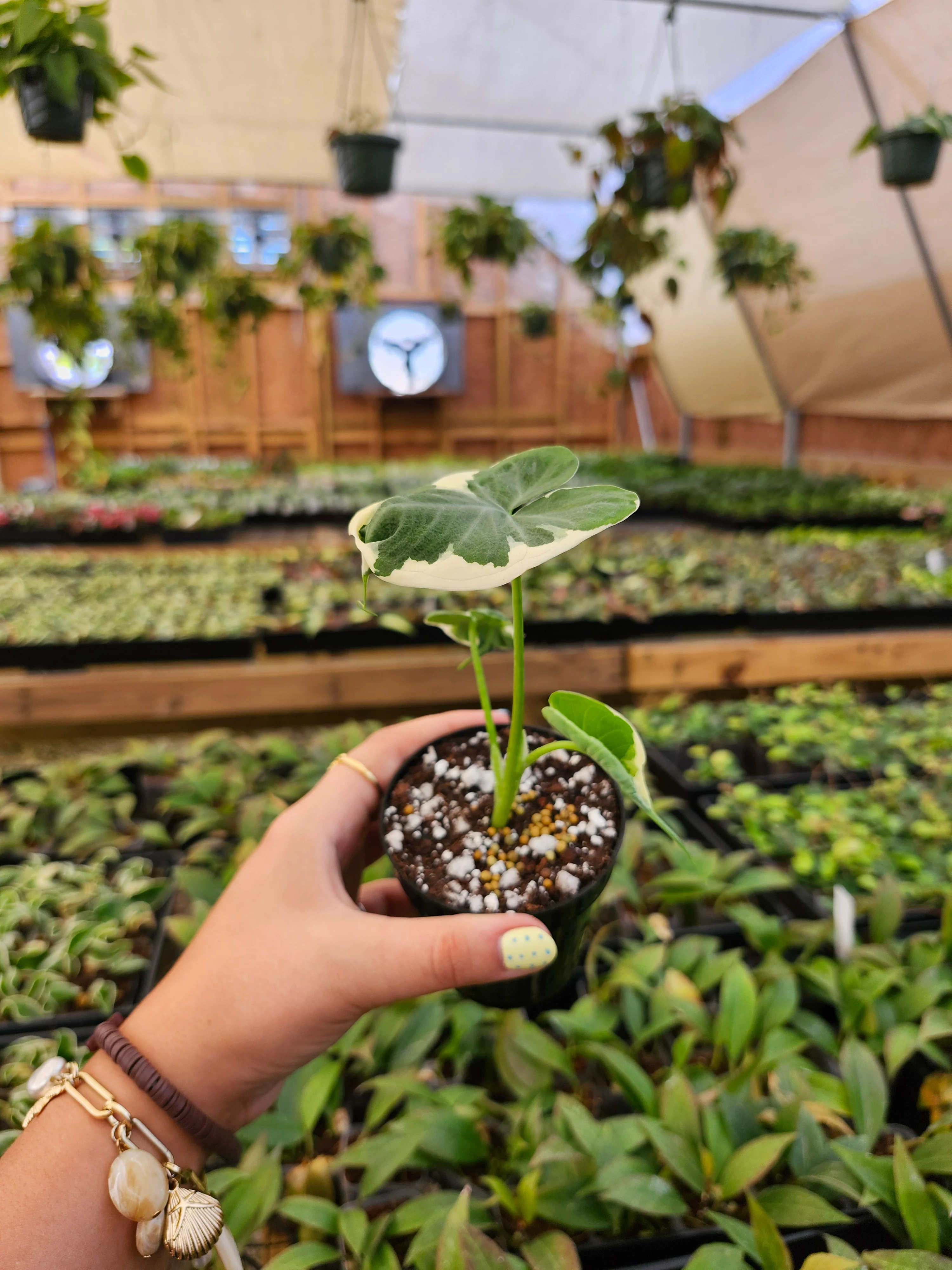 Alocasia Mickey Mouse - Image 7