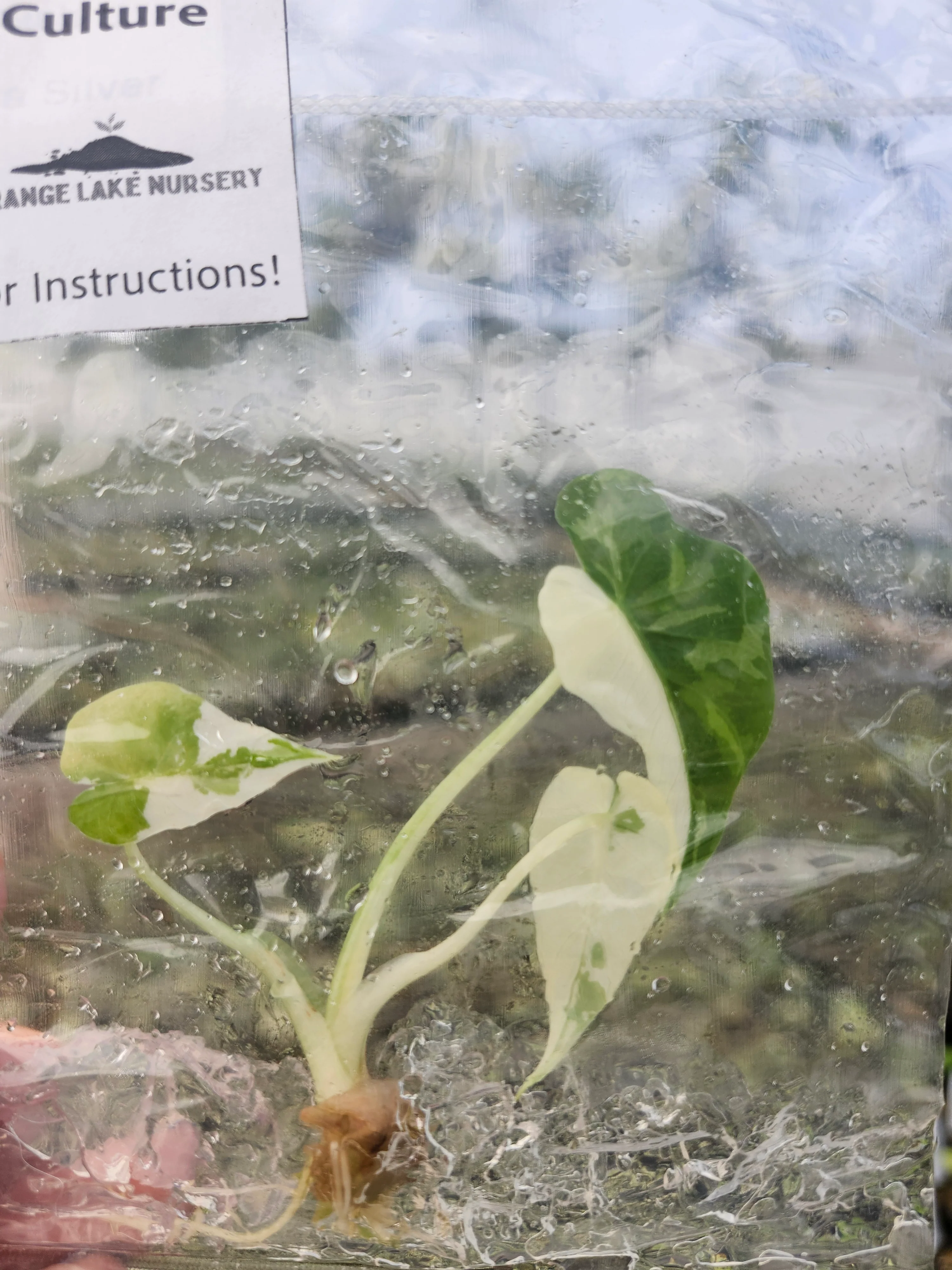 Alocasia Okinawa Silver Tissue Culture - Image 3