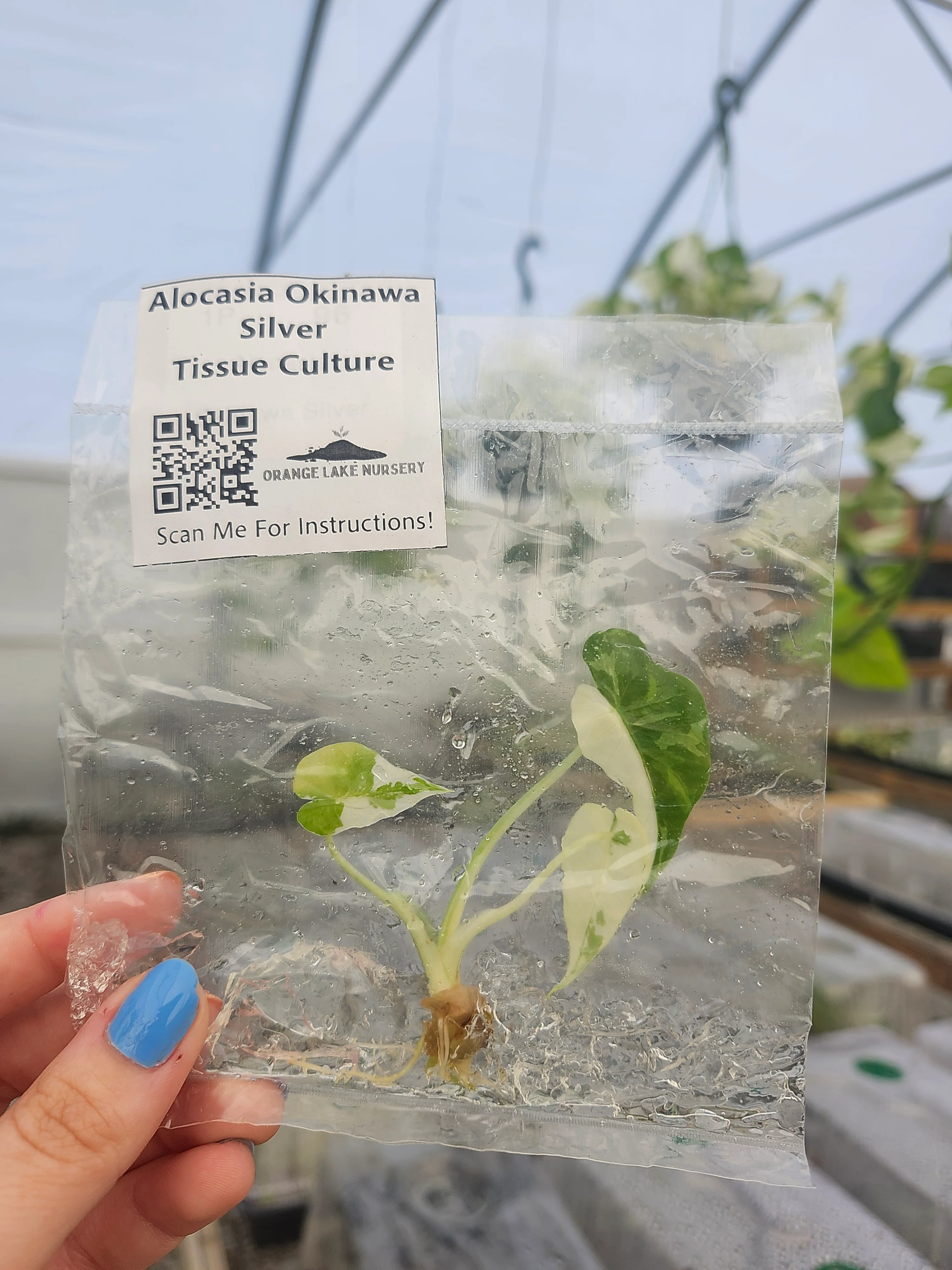 Alocasia Okinawa Silver Tissue Culture - Image 4