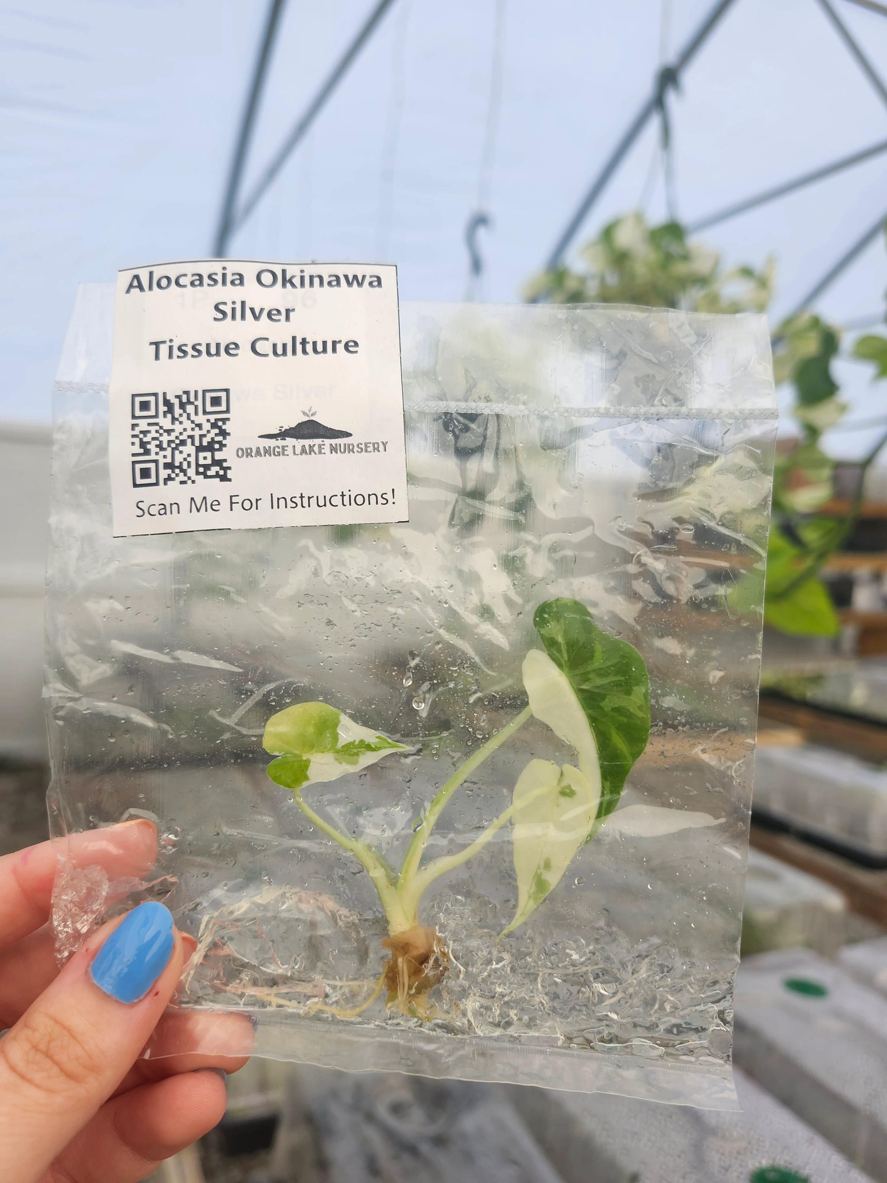 Alocasia Okinawa Silver Tissue Culture - Image 5