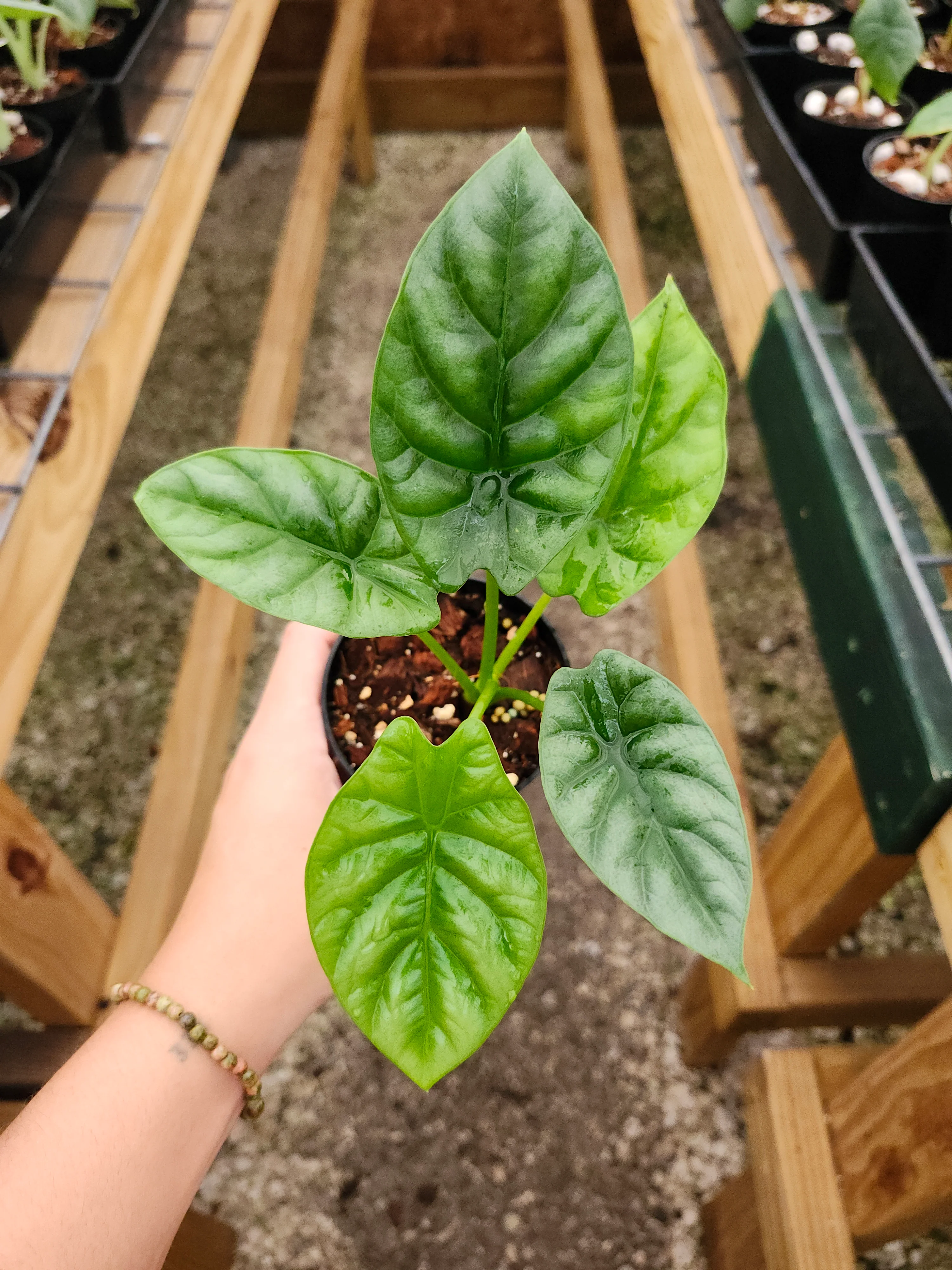 Alocasia Quilted Green - Image 3