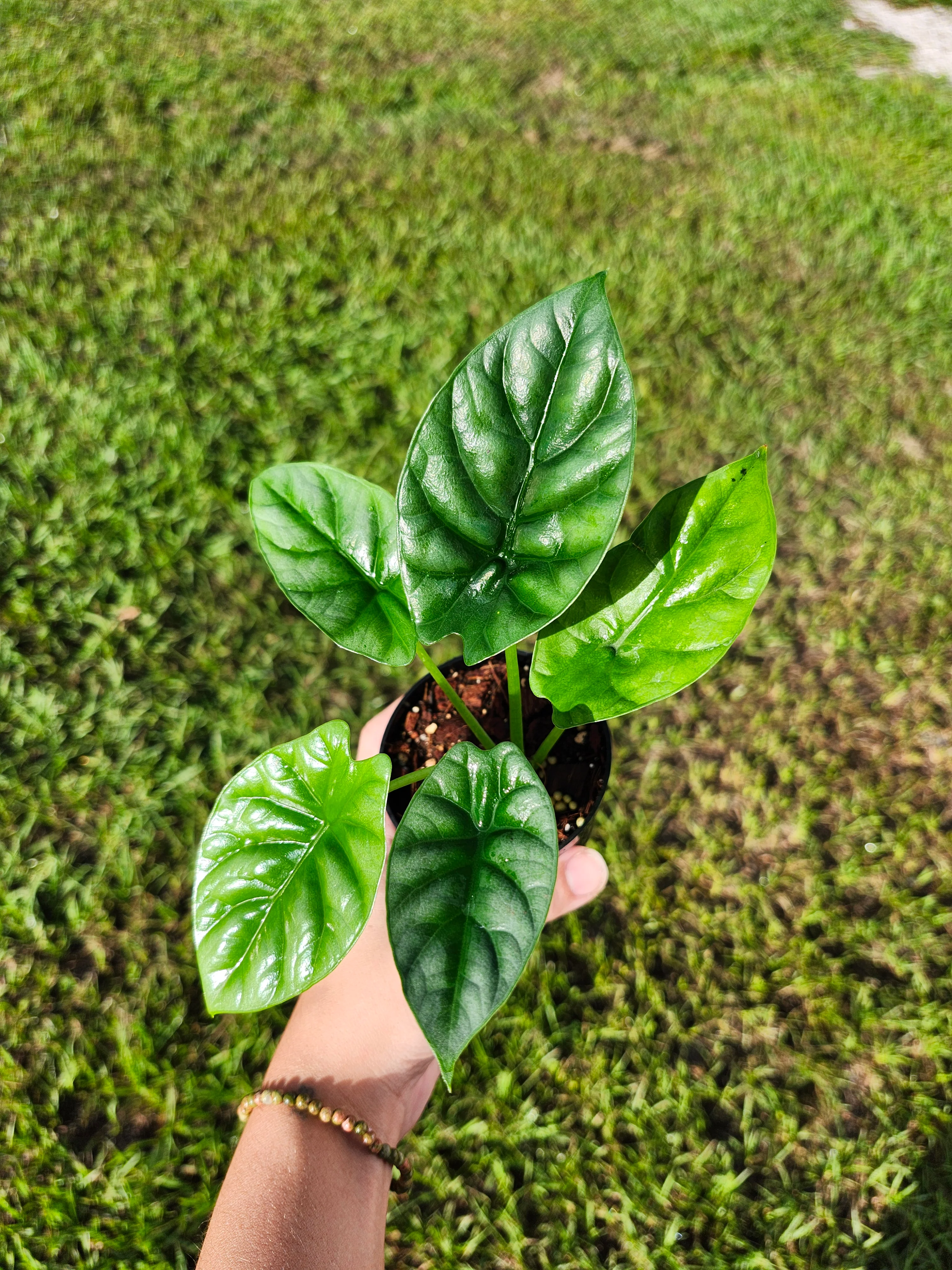 Alocasia Quilted Green - Image 4