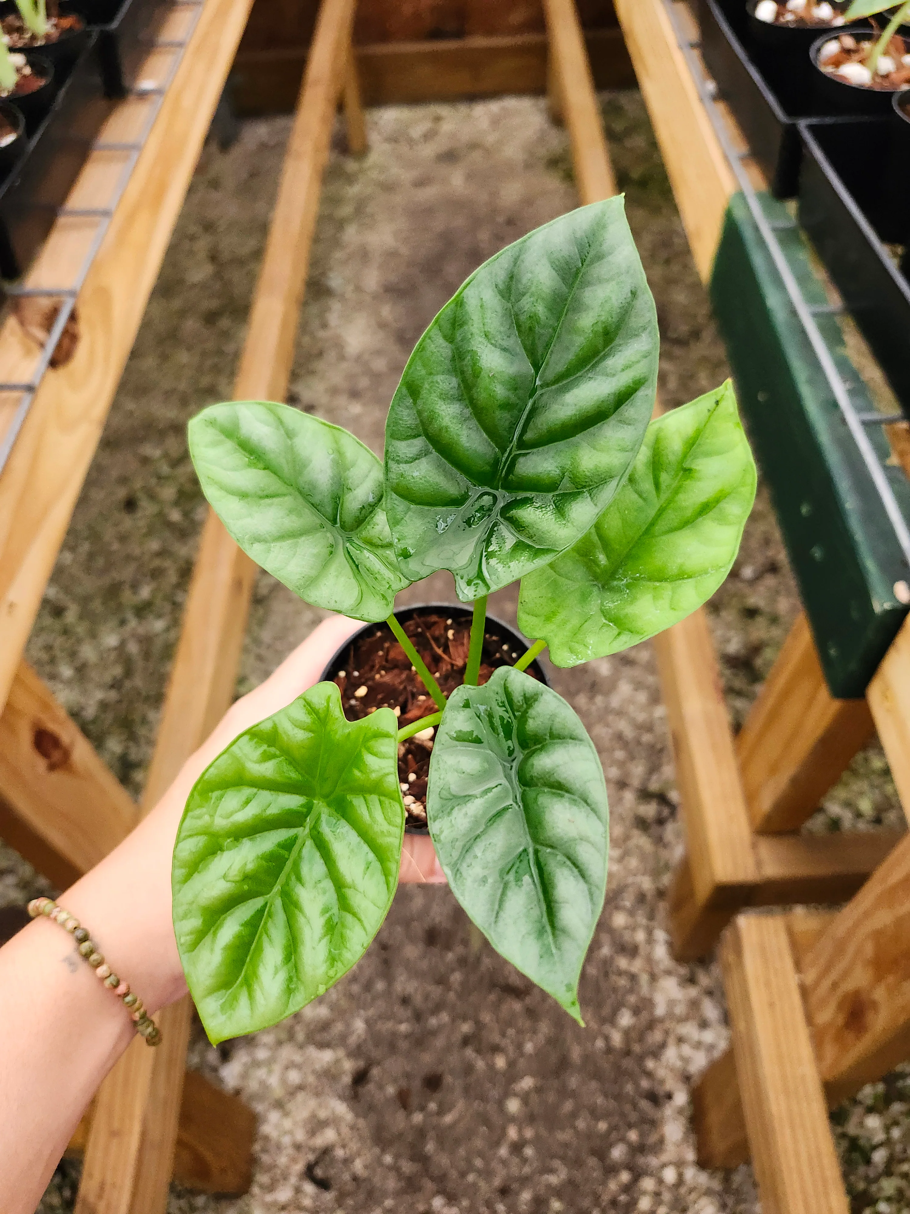 Alocasia Quilted Green - Image 5