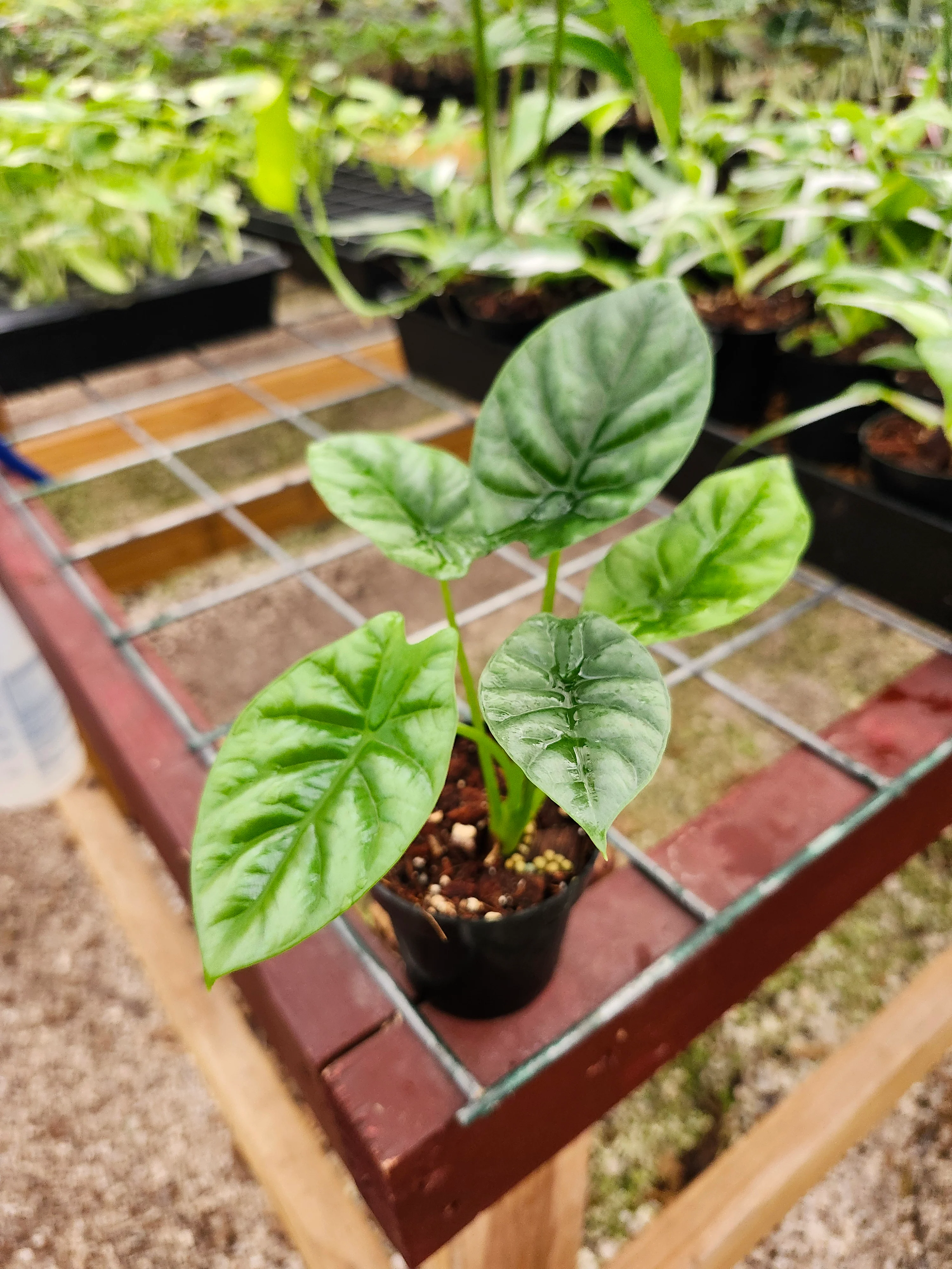 Alocasia Quilted Green - Image 6