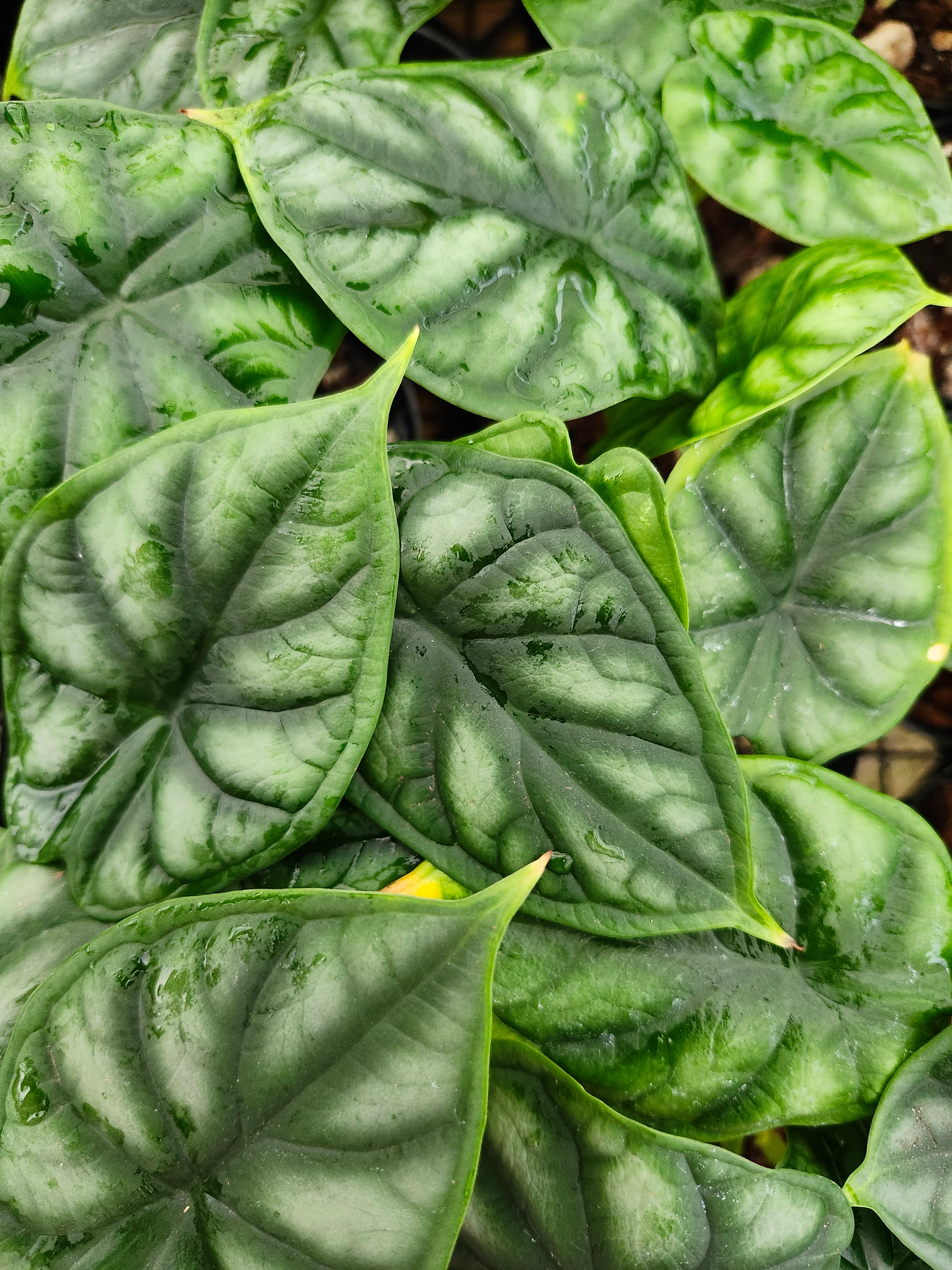 Alocasia Quilted Green - Image 7