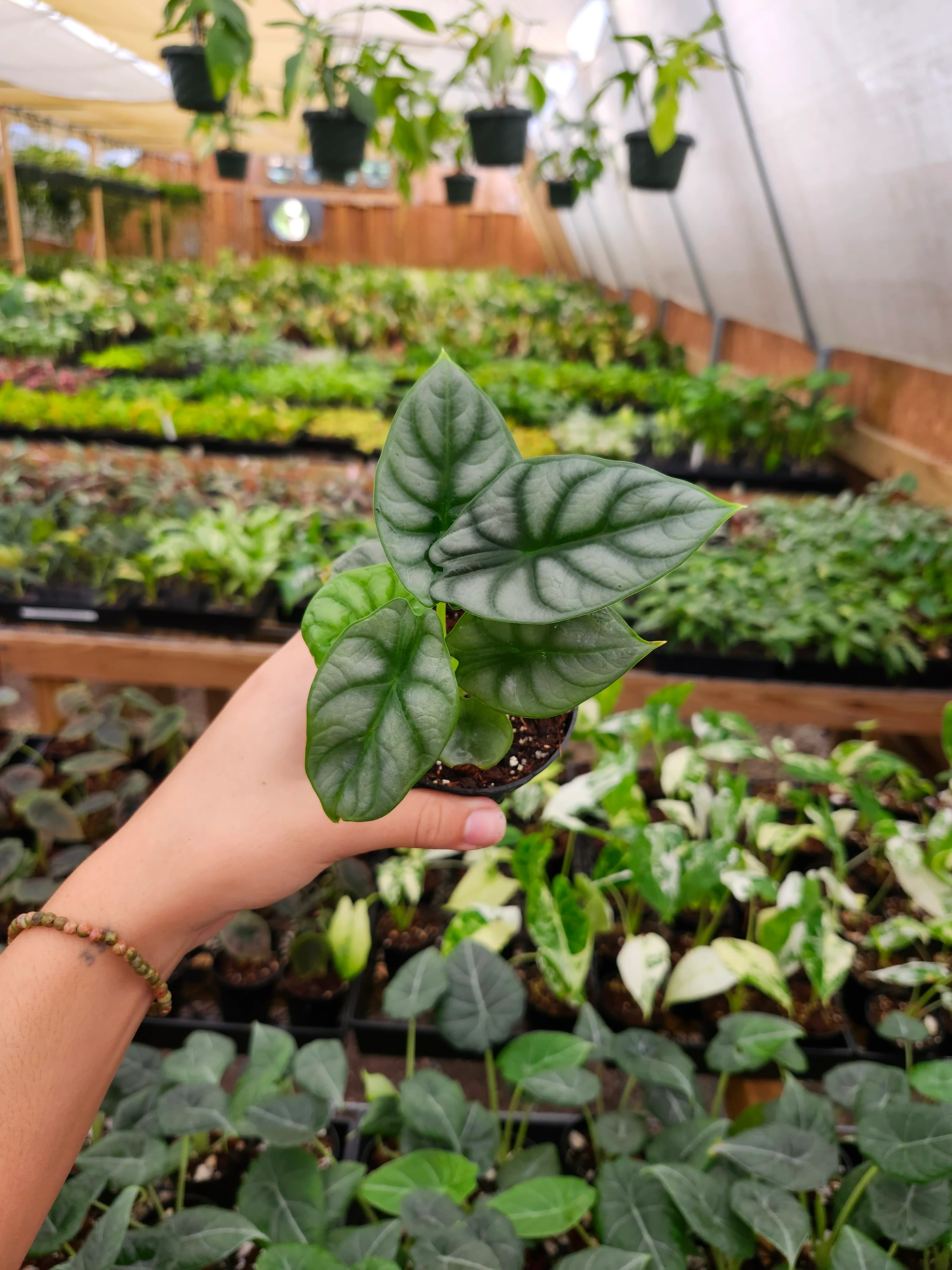 Alocasia Silver Dragon - Image 3