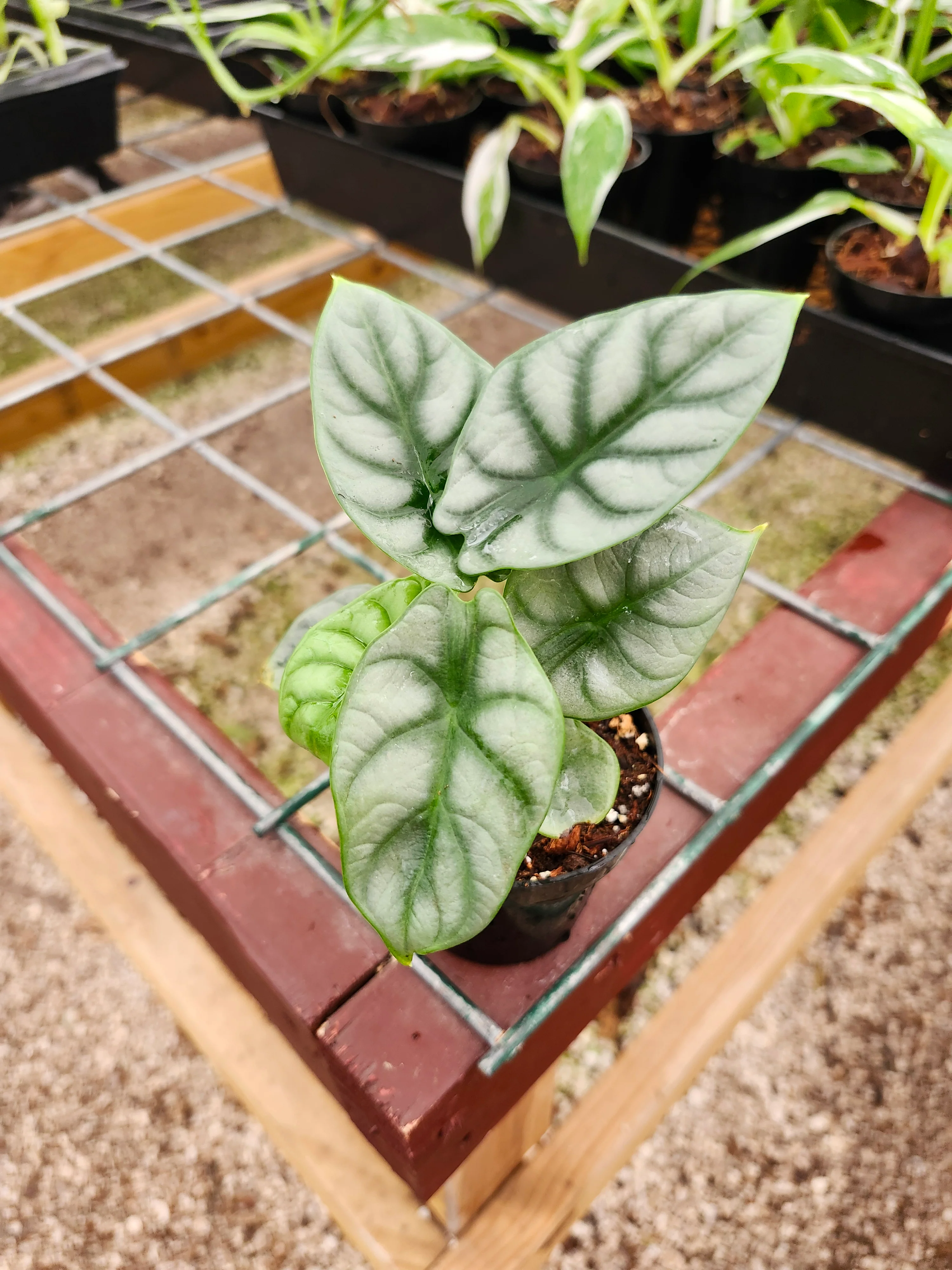 Alocasia Silver Dragon - Image 5