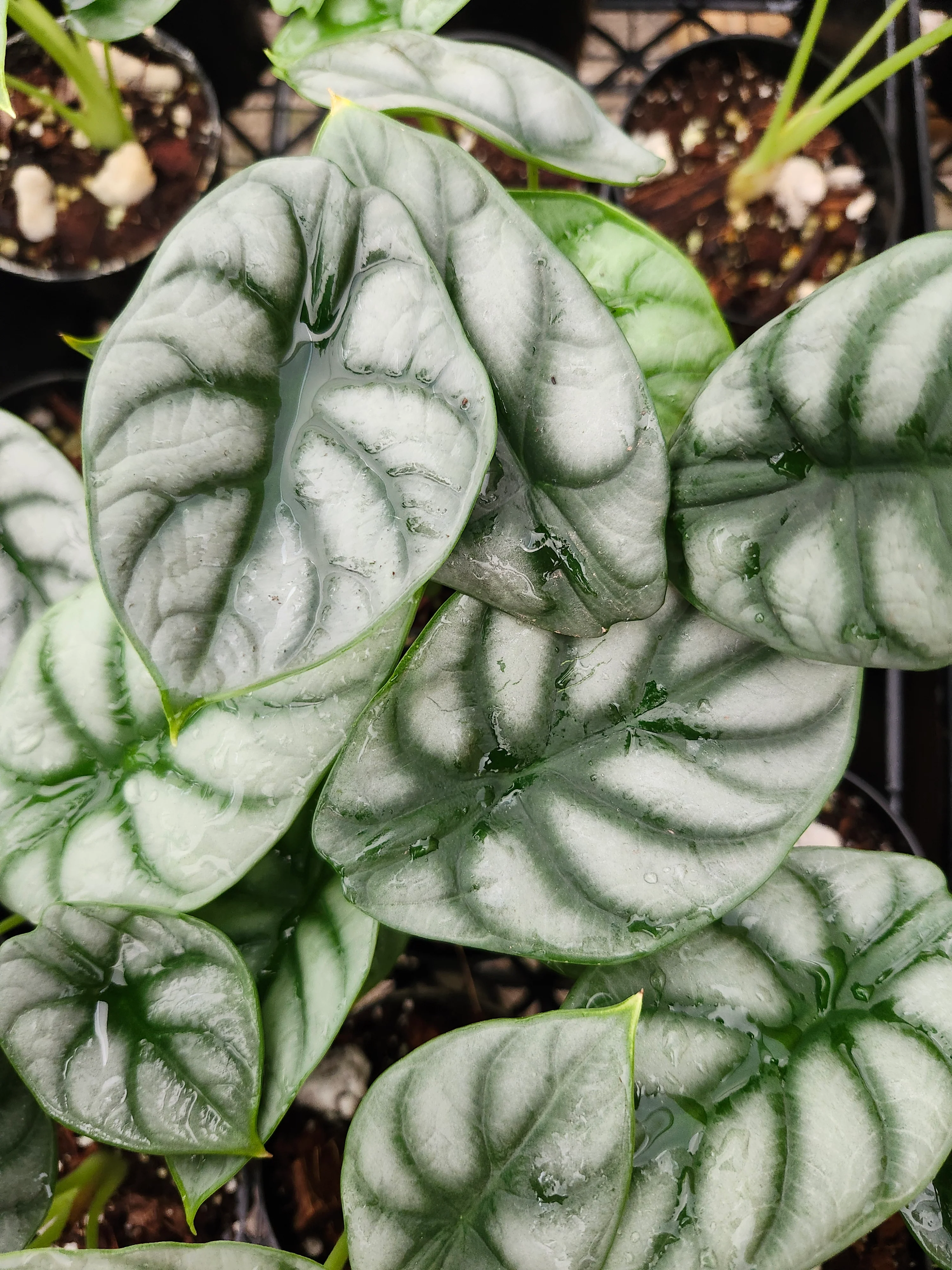 Alocasia Silver Dragon - Image 6