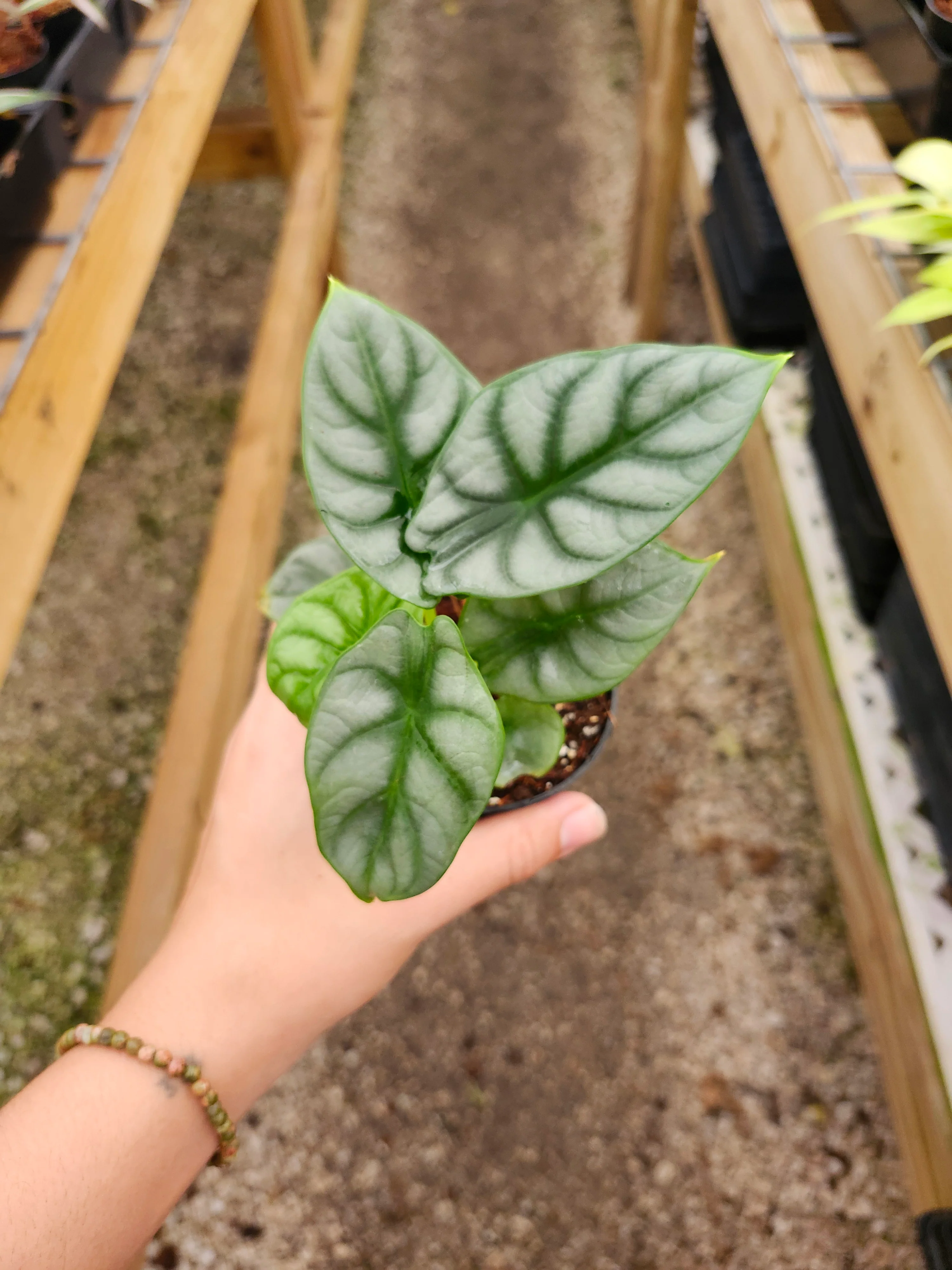 Alocasia Silver Dragon - Image 7