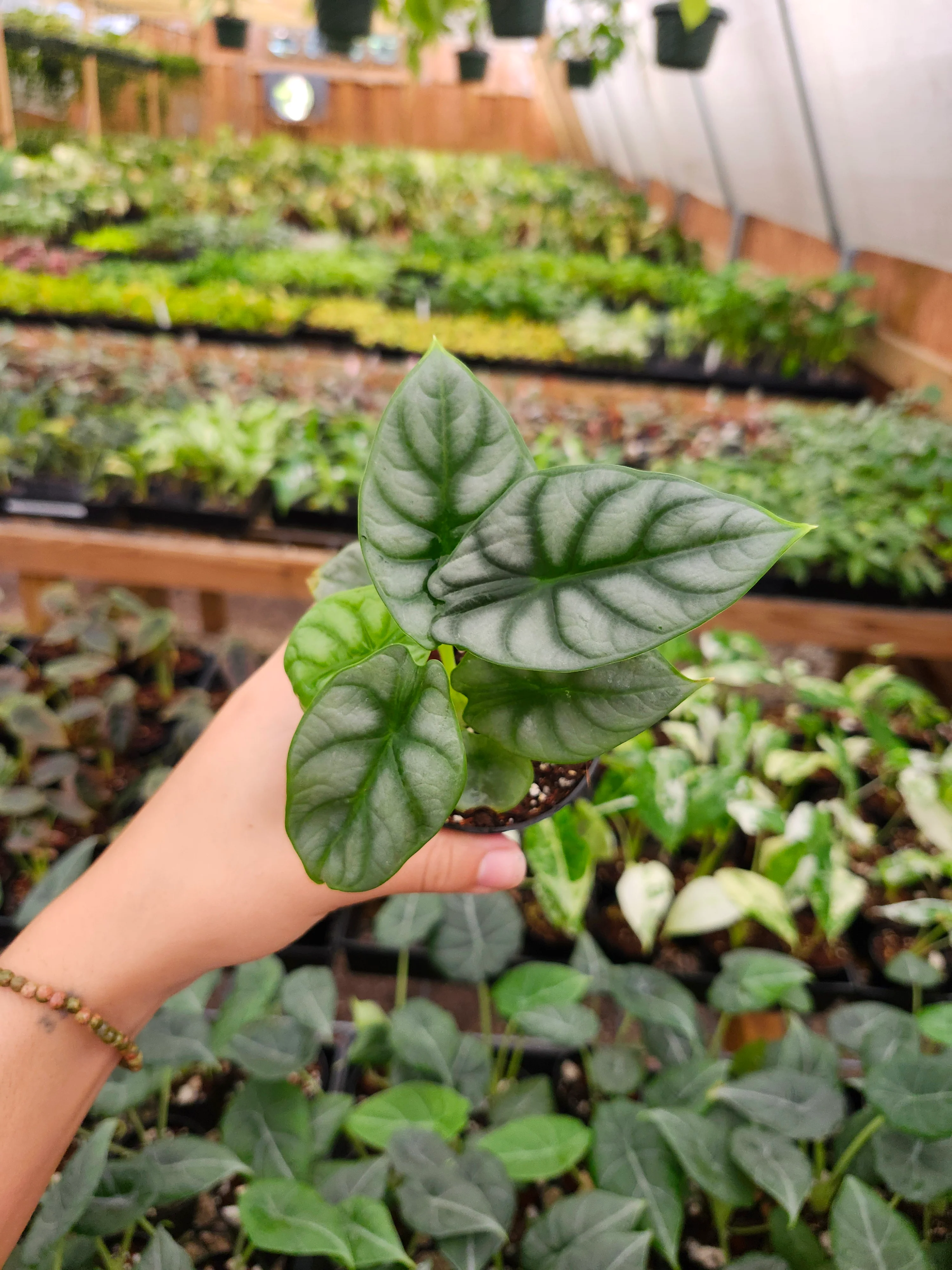Alocasia Silver Dragon - Image 8