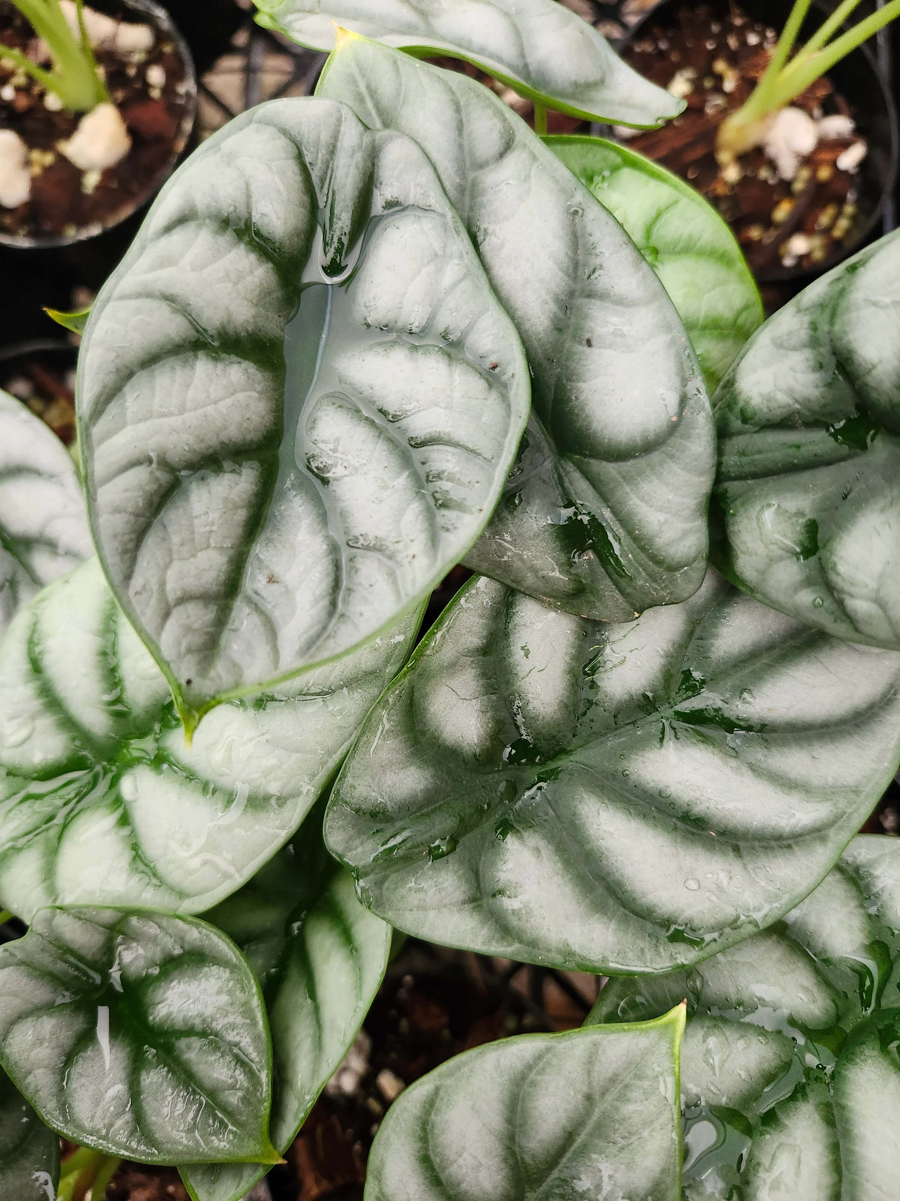 Alocasia Silver Dragon - Image 9