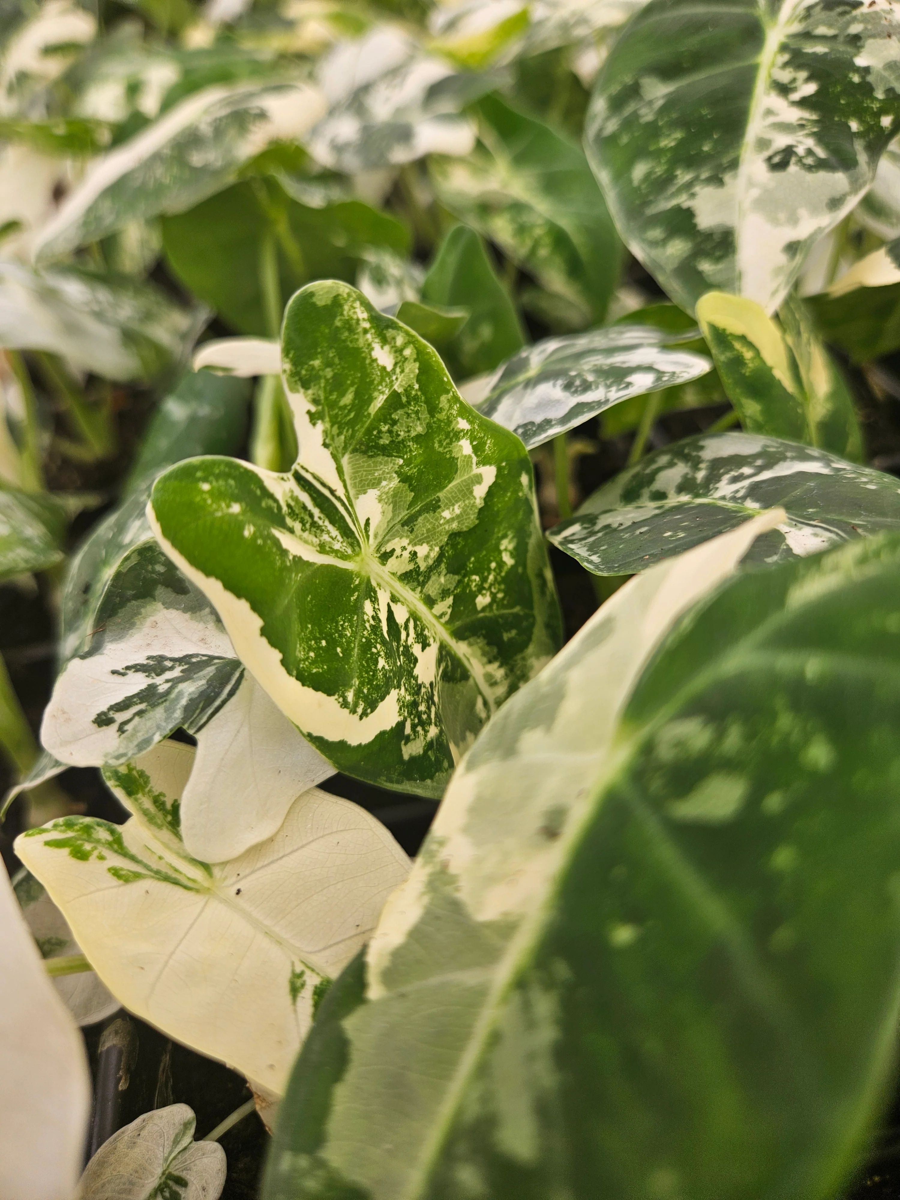 Alocasia Variegated Frydek - Image 10