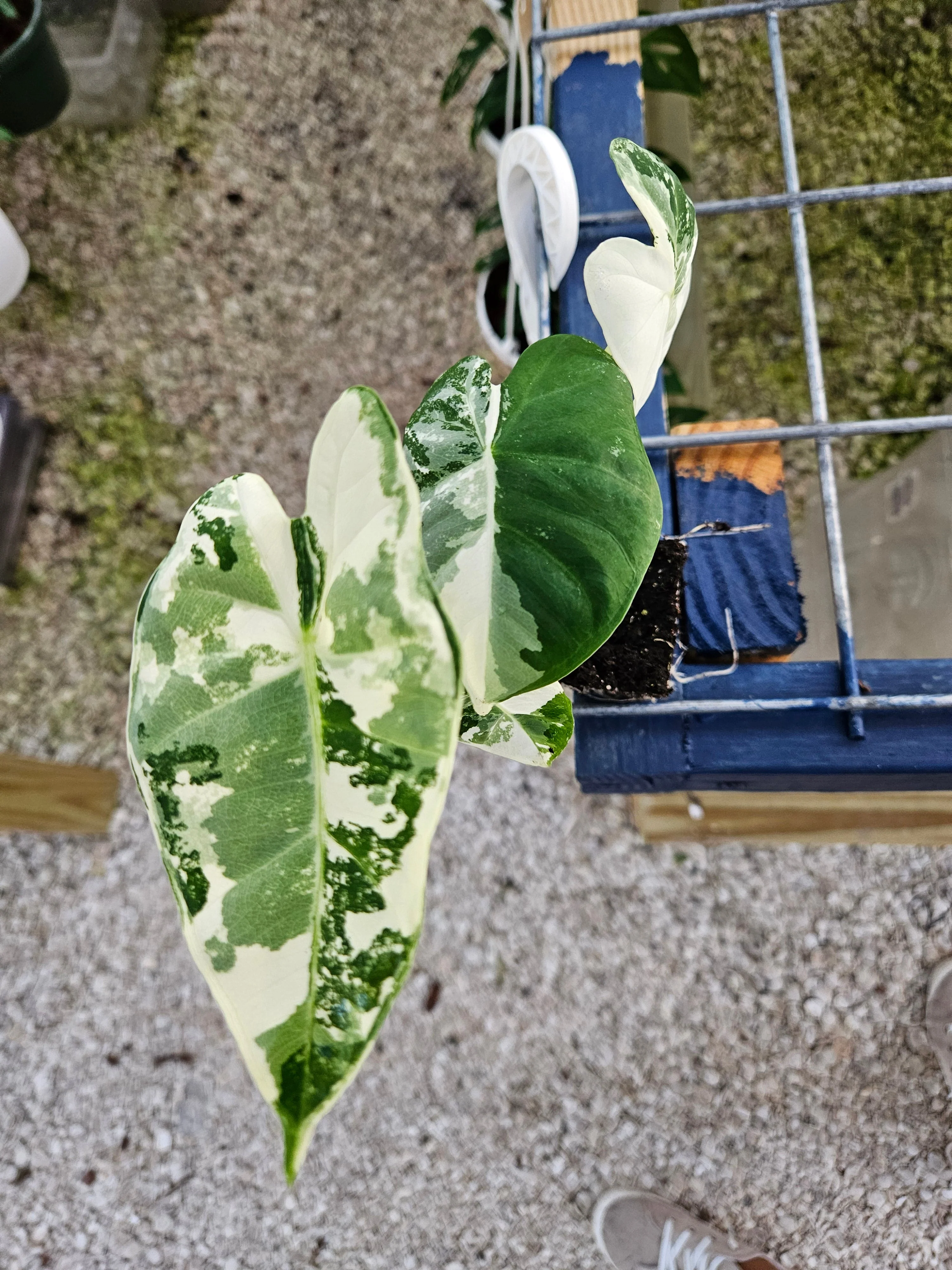 Alocasia Variegated Frydek - Image 3