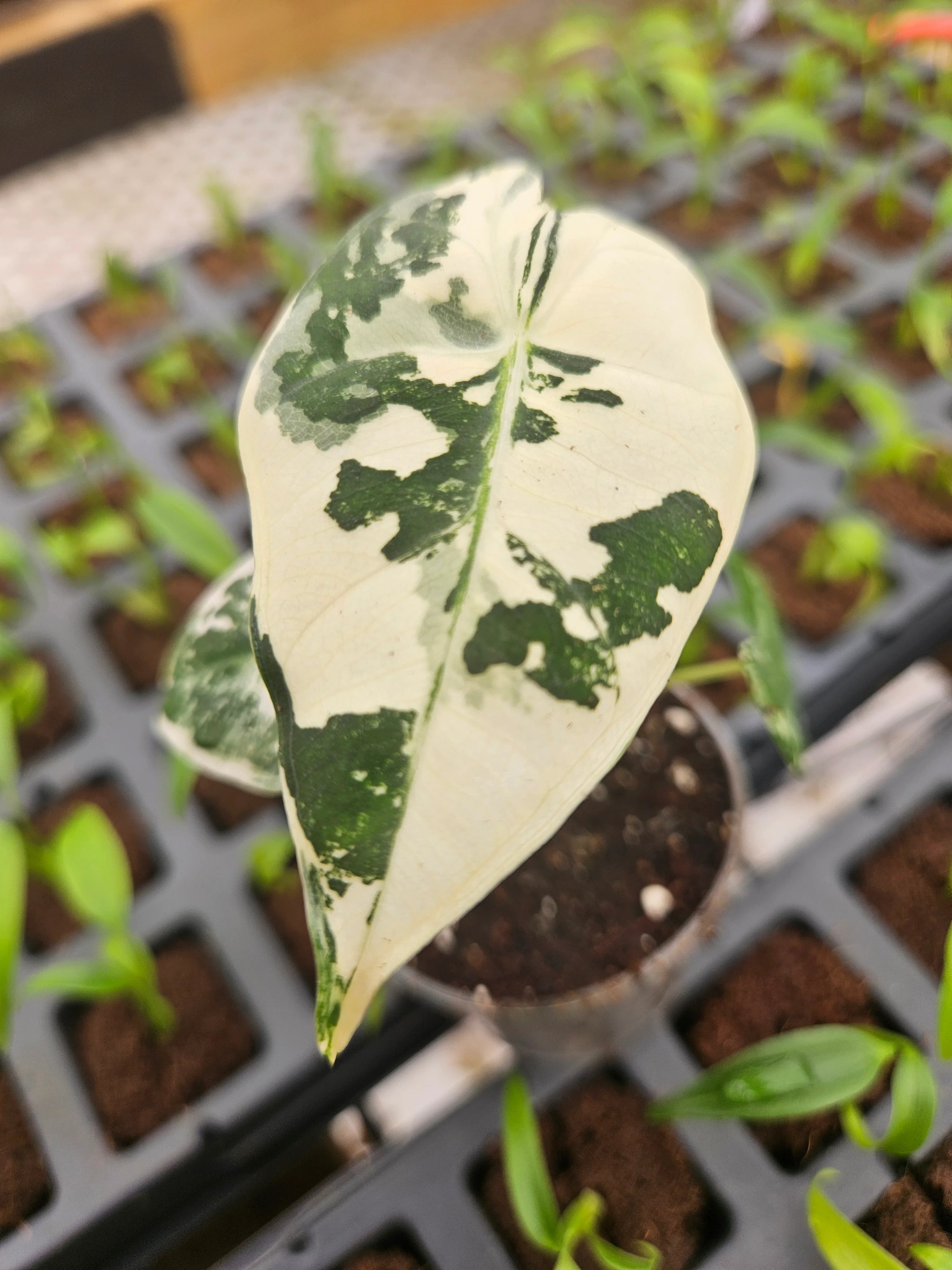 Alocasia Variegated Frydek - Image 5