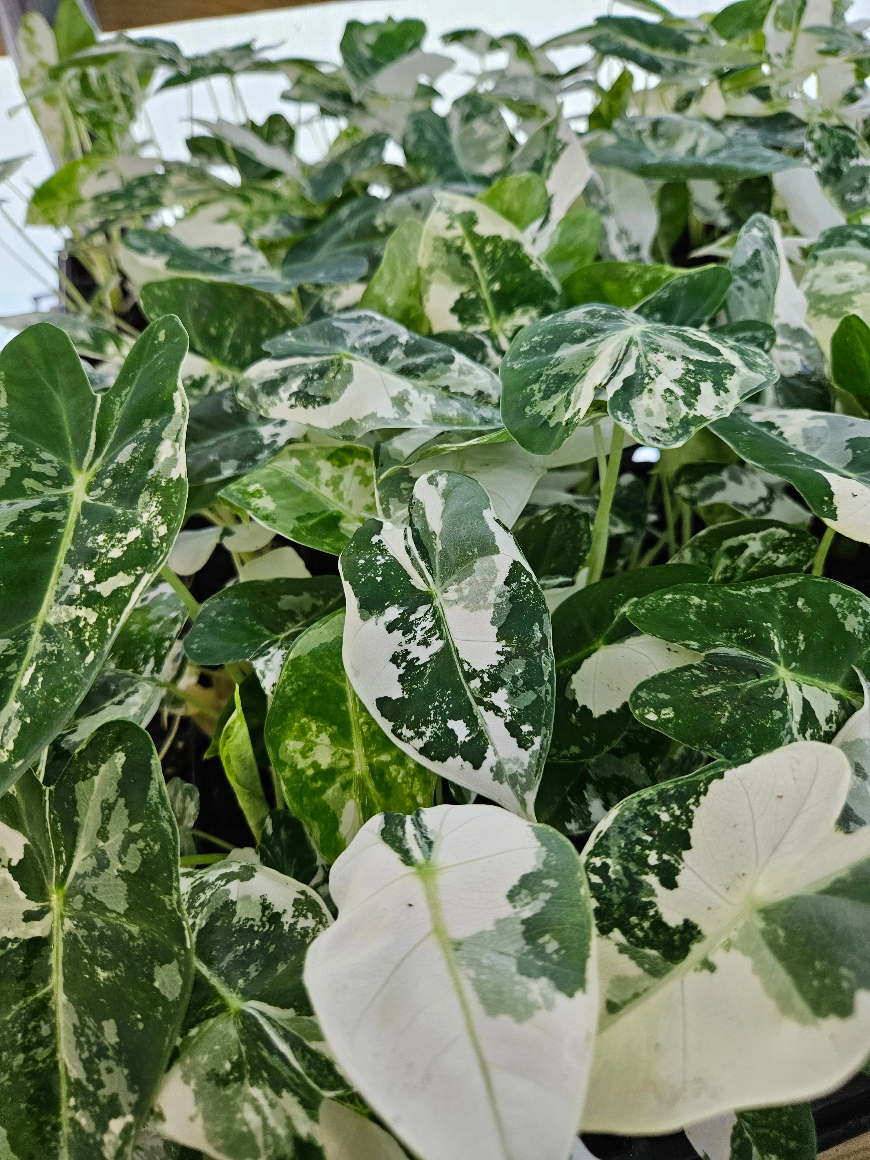 Alocasia Variegated Frydek - Image 6