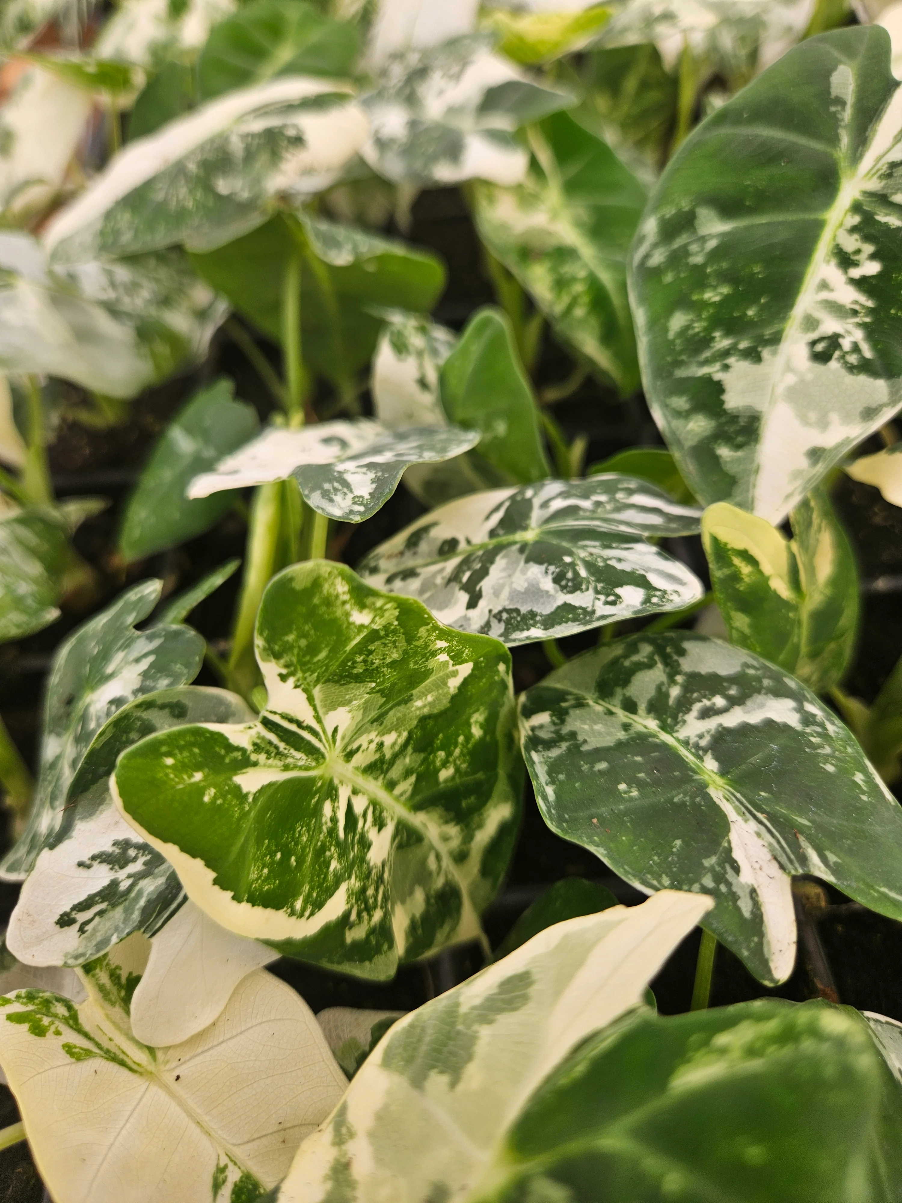 Alocasia Variegated Frydek - Image 7