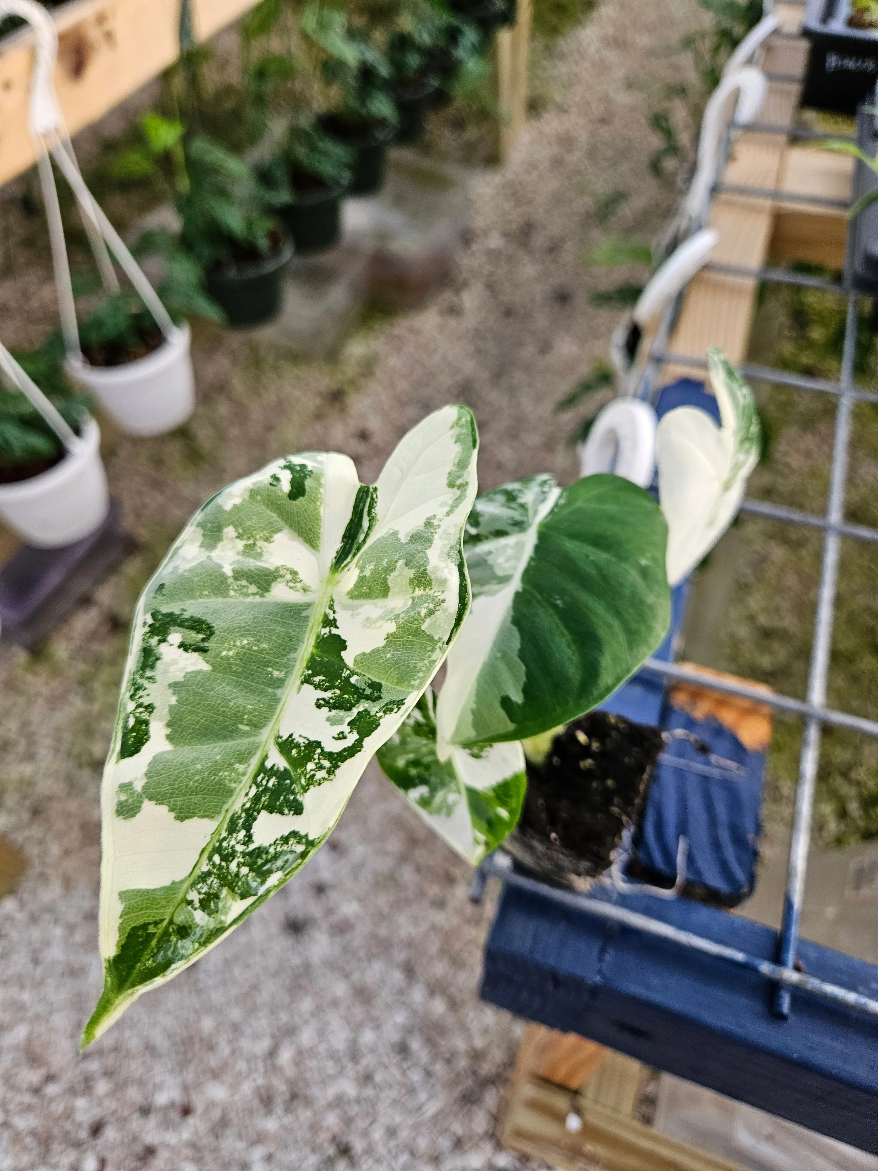 Alocasia Variegated Frydek - Image 8