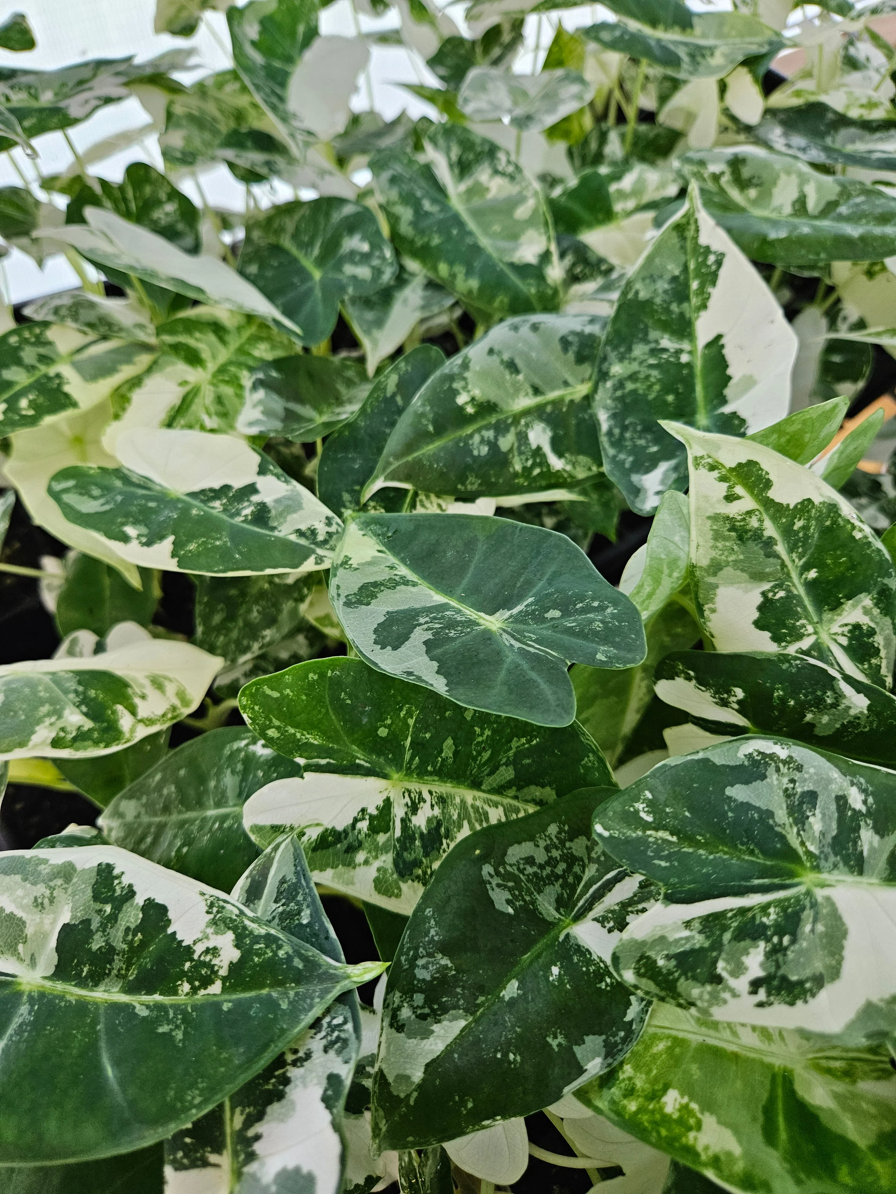 Alocasia Variegated Frydek - Image 9