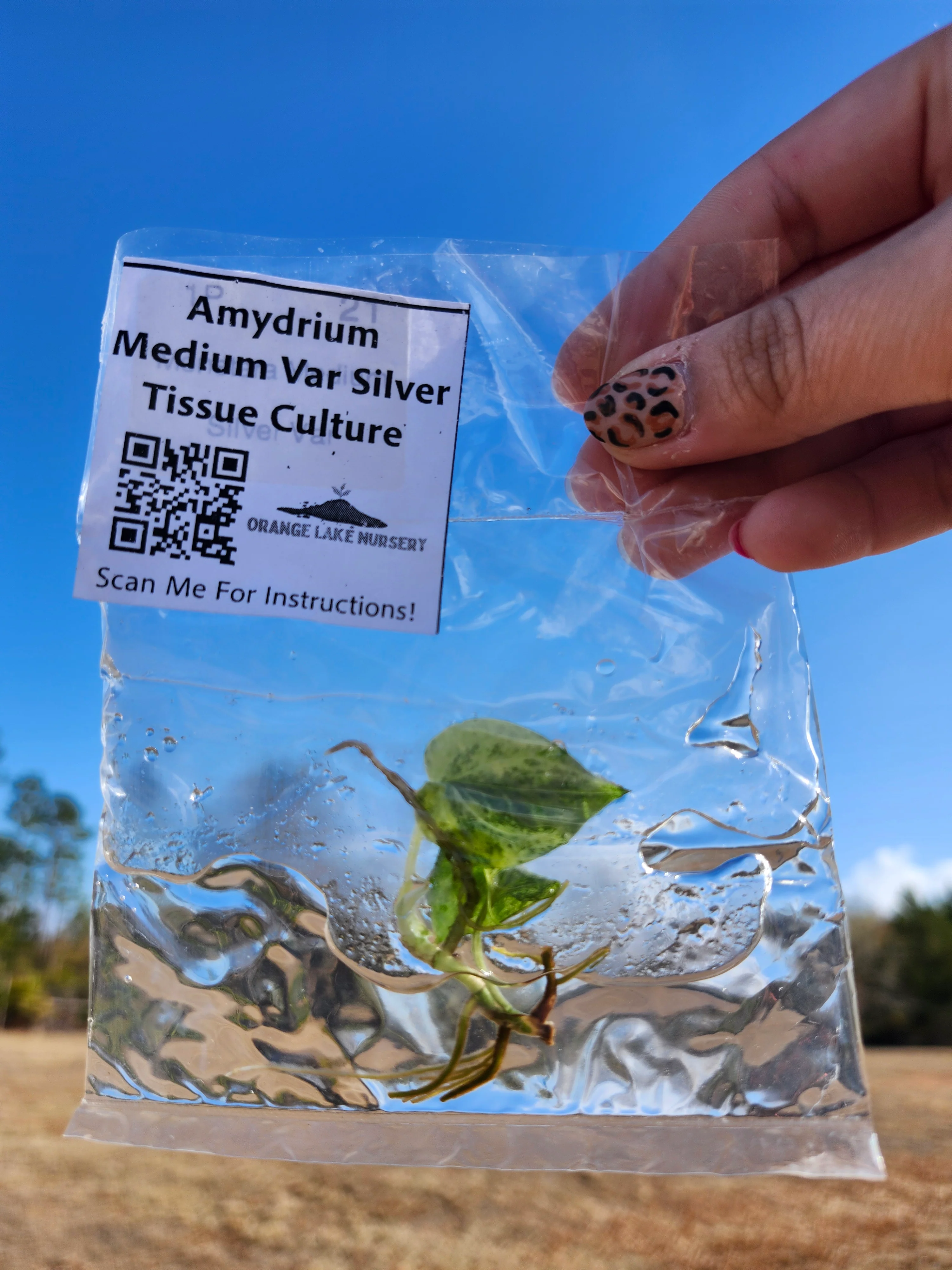 Amydrium Medium Silver Variegated Tissue Culture - Image 3