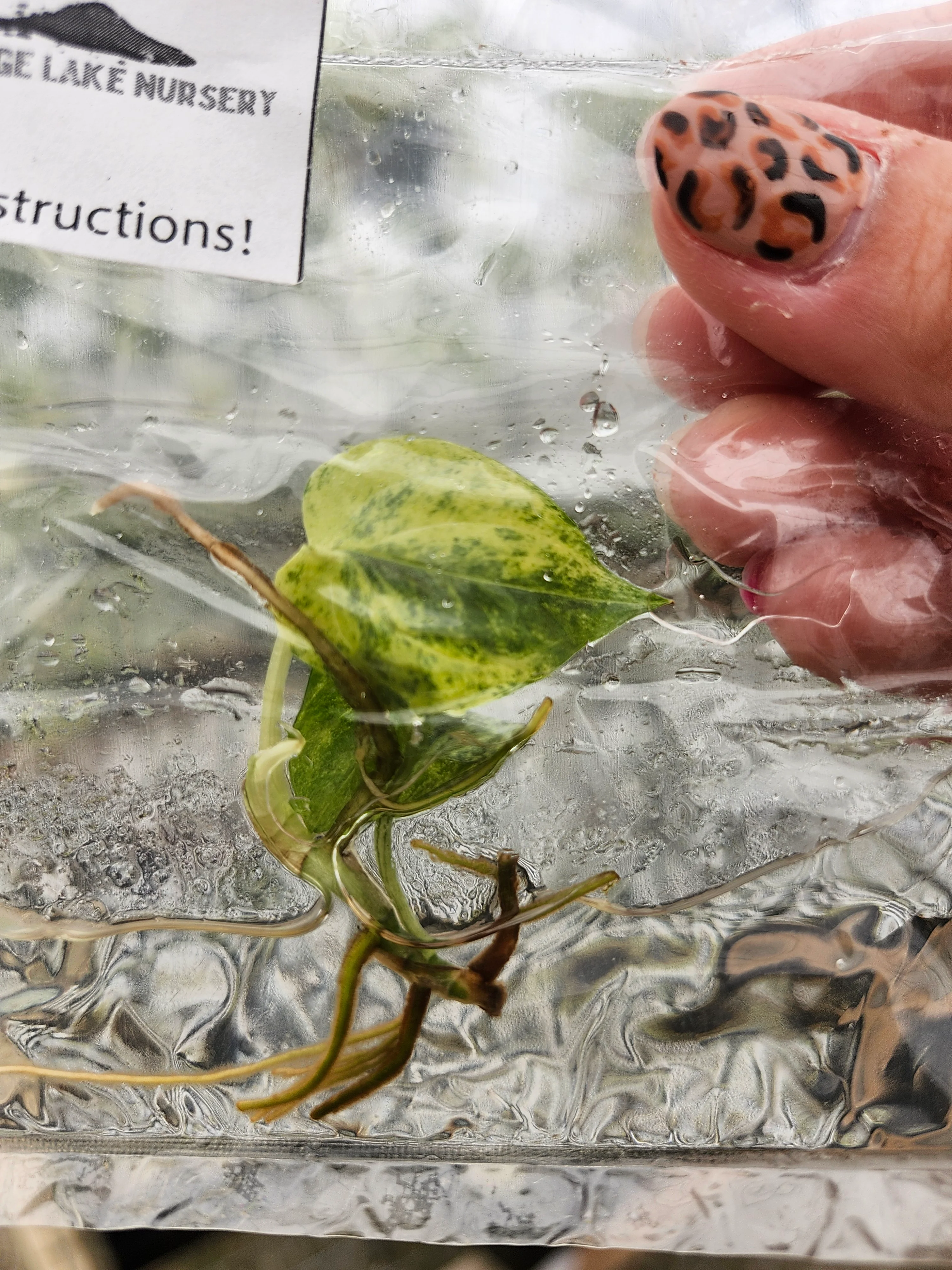 Amydrium Medium Silver Variegated Tissue Culture - Image 4