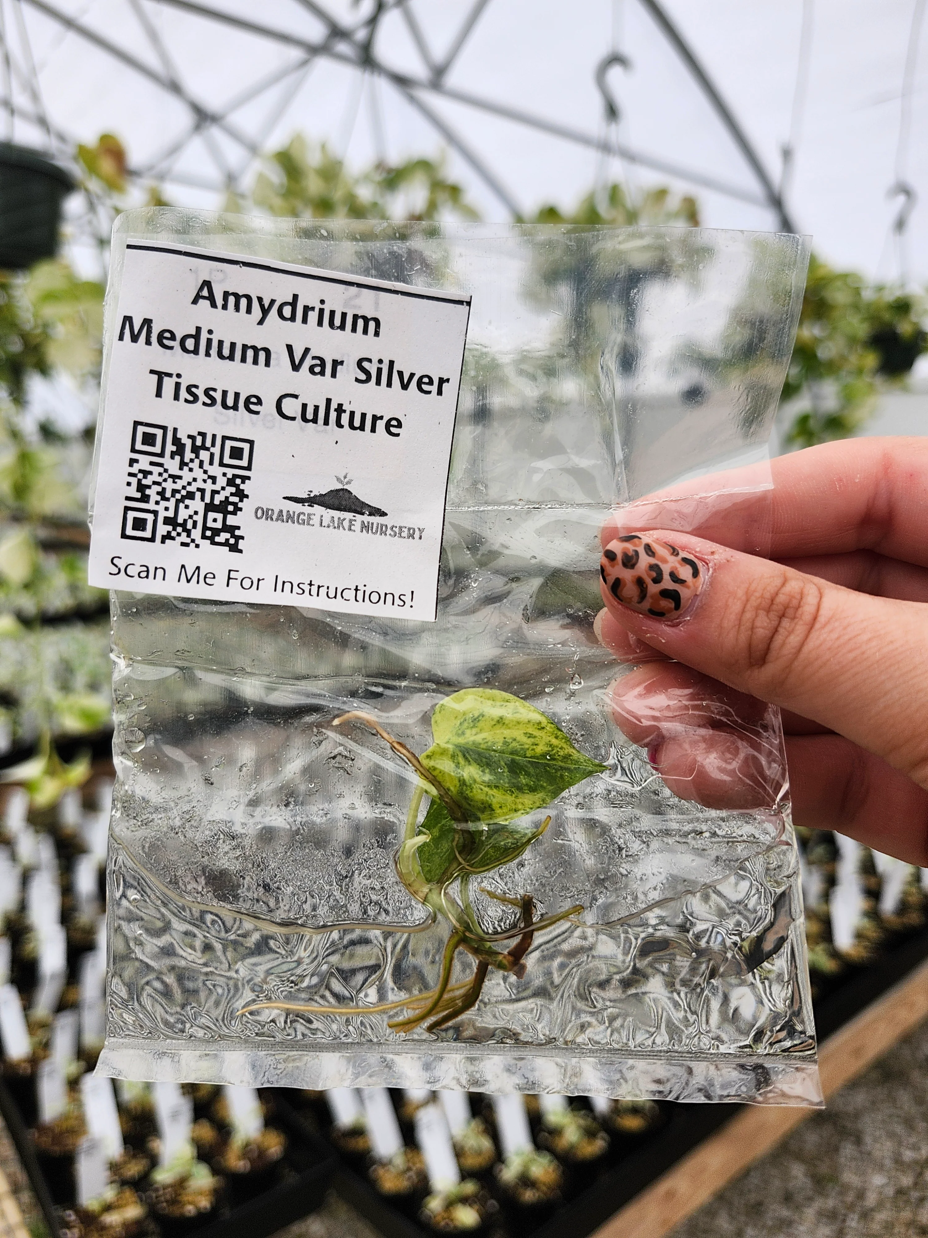 Amydrium Medium Silver Variegated Tissue Culture - Image 5