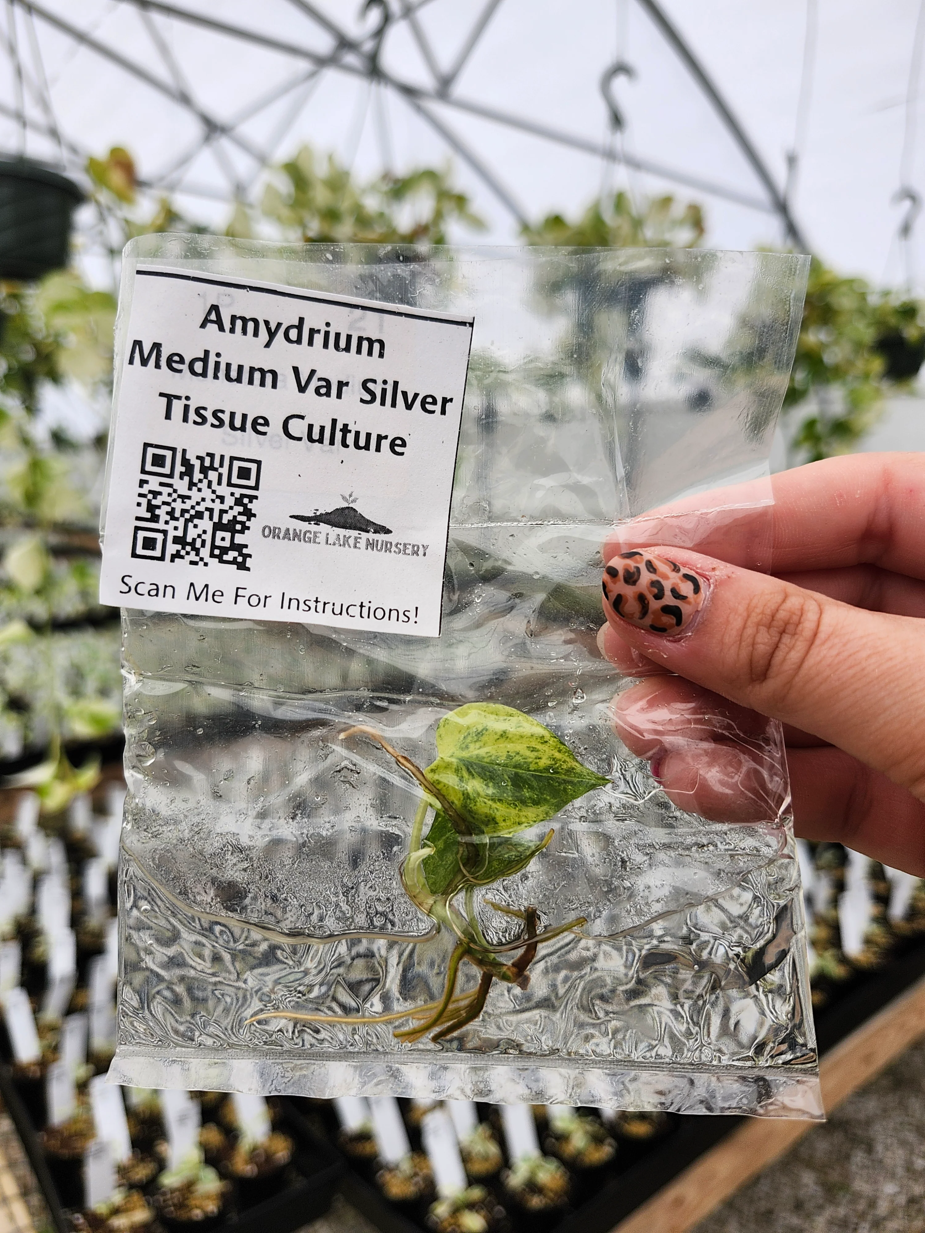 Amydrium Medium Silver Variegated Tissue Culture - Image 6