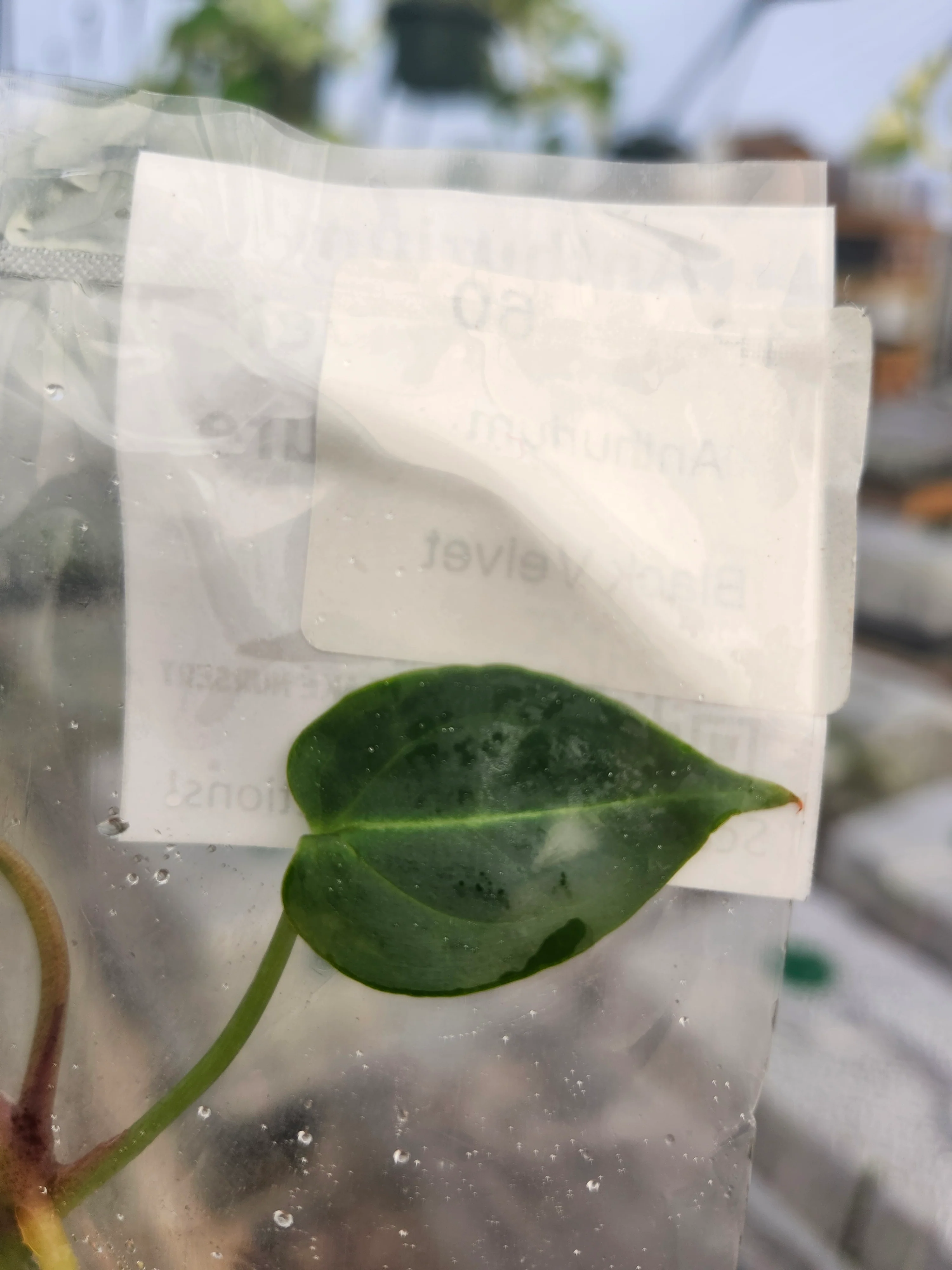 Anthurium Black Velvet Tissue Culture - Image 3