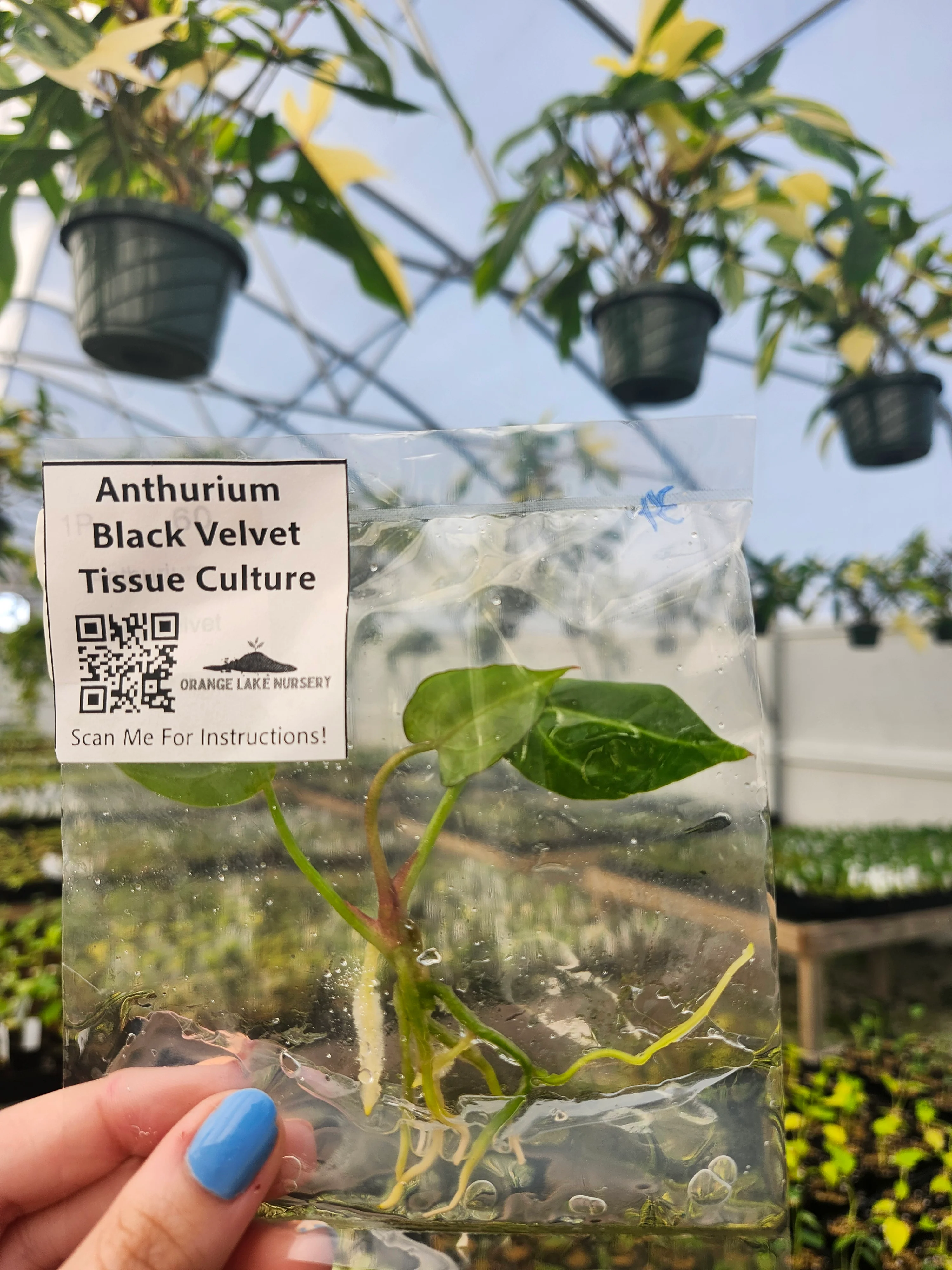 Anthurium Black Velvet Tissue Culture - Image 4