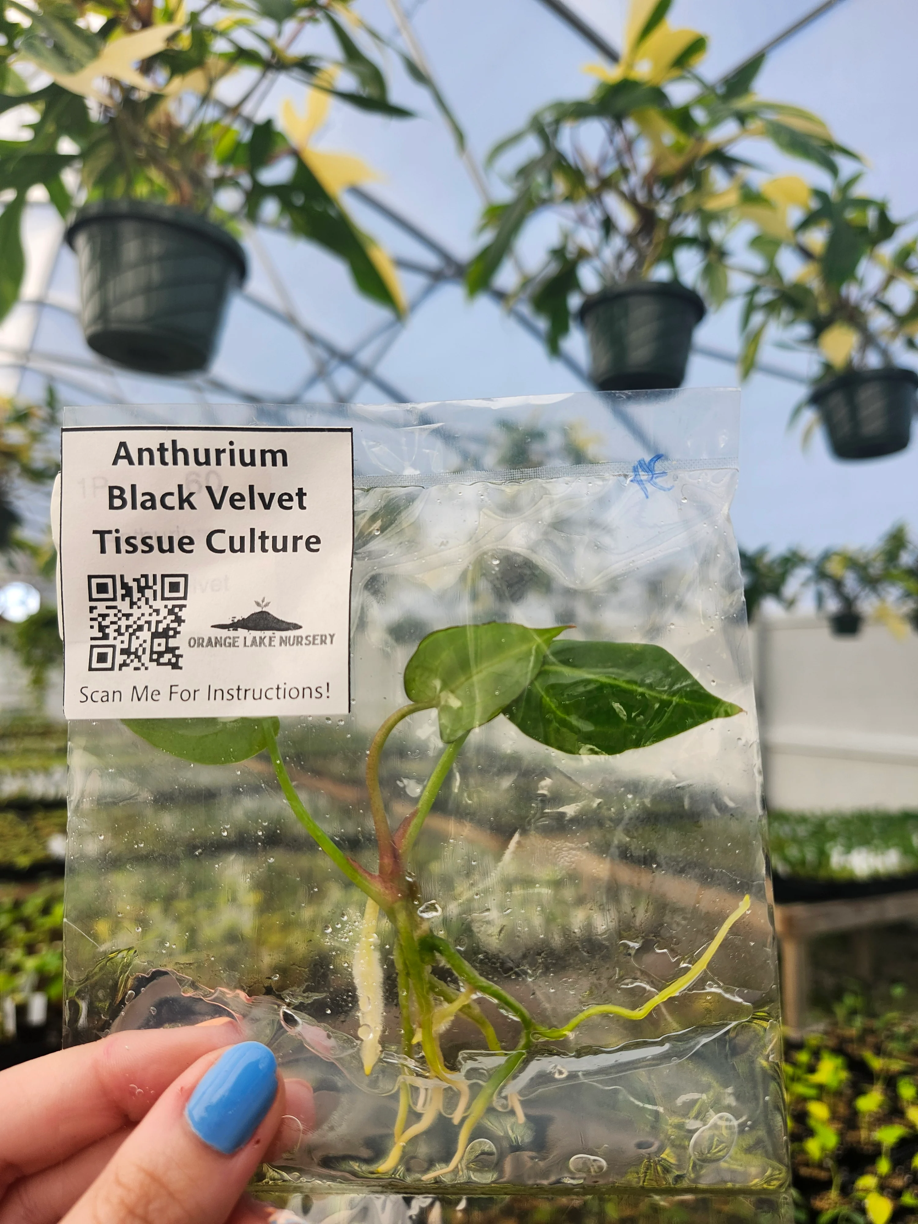 Anthurium Black Velvet Tissue Culture - Image 5