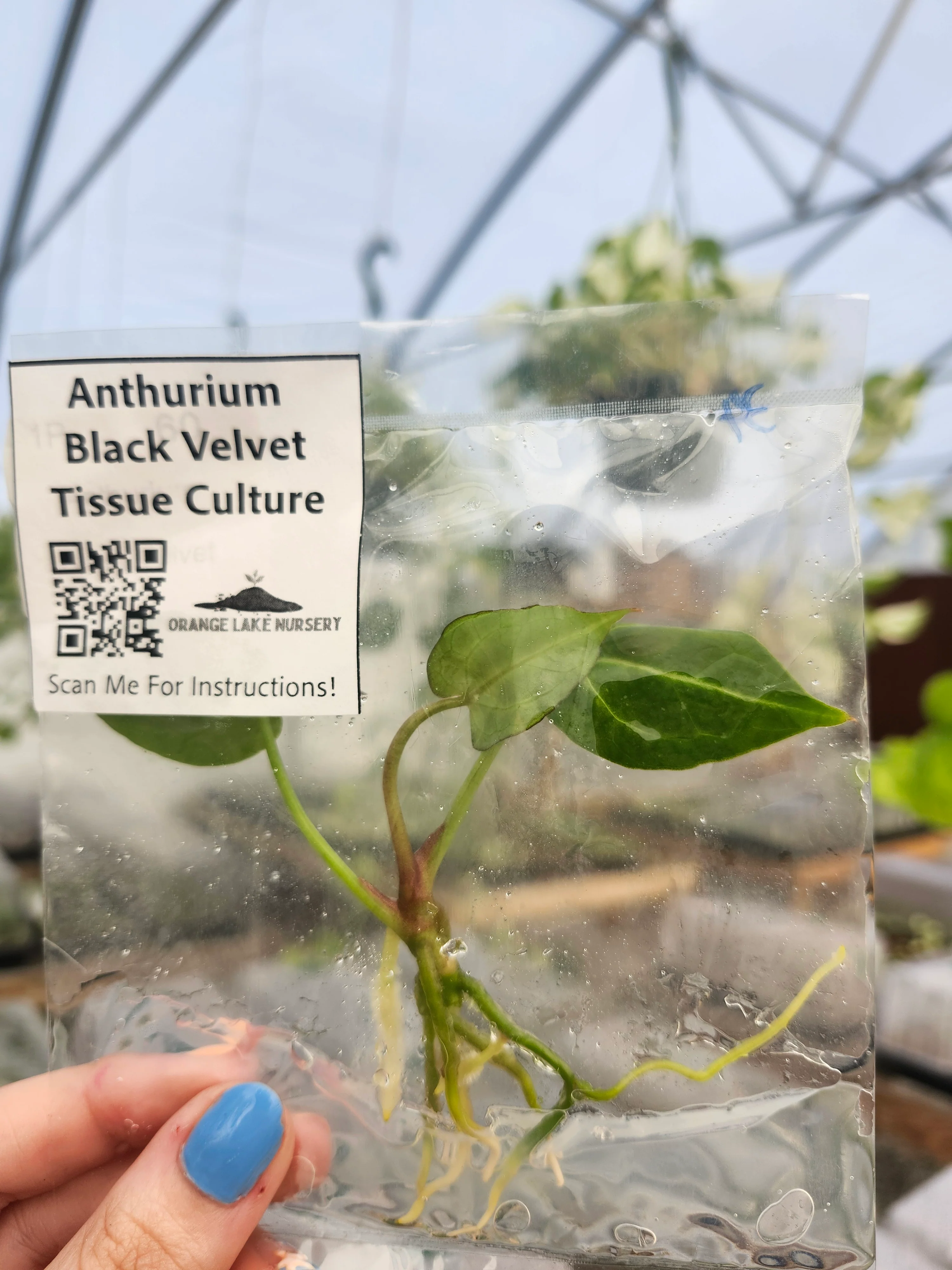 Anthurium Black Velvet Tissue Culture - Image 6