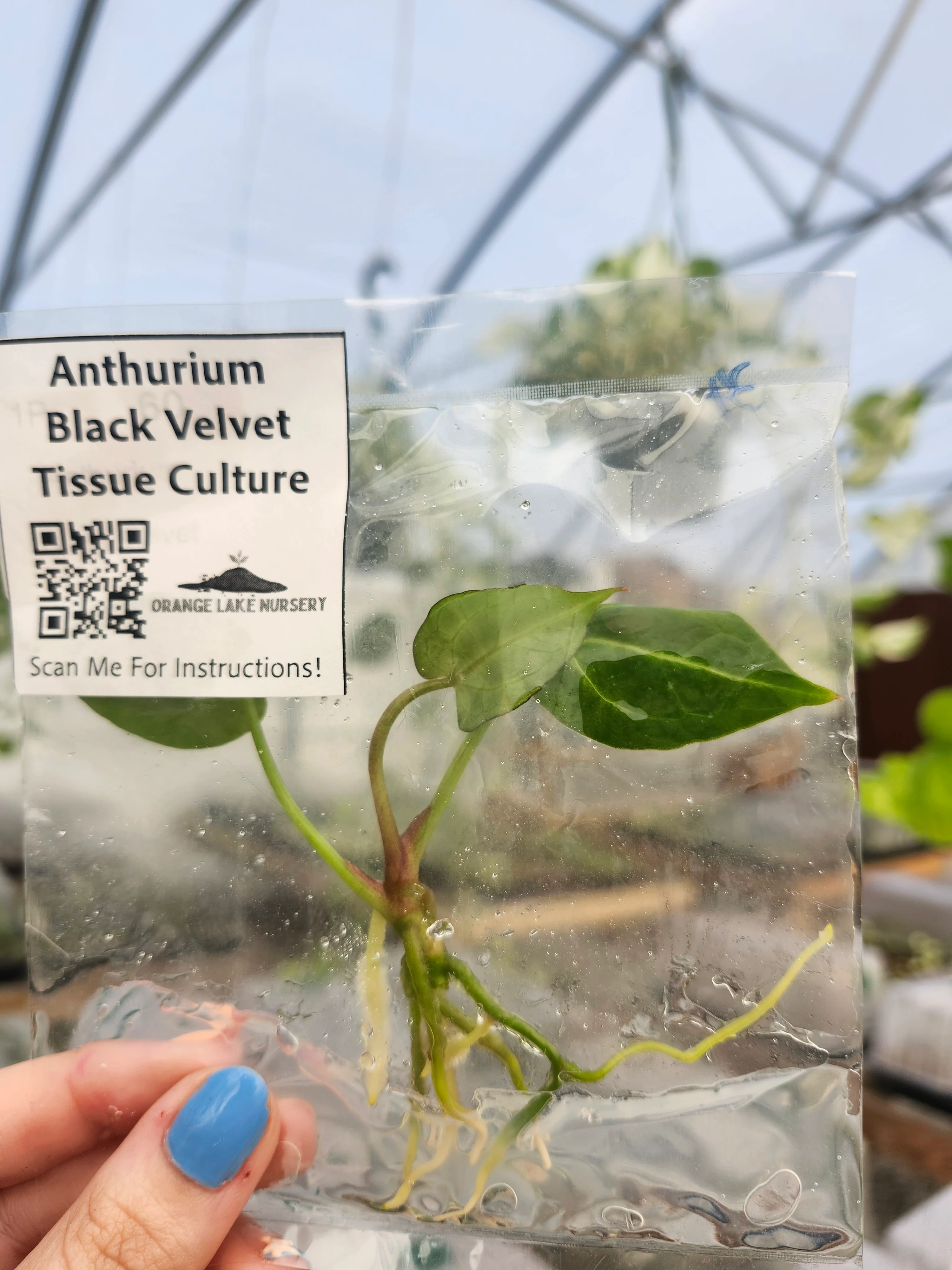 Anthurium Black Velvet Tissue Culture - Image 7