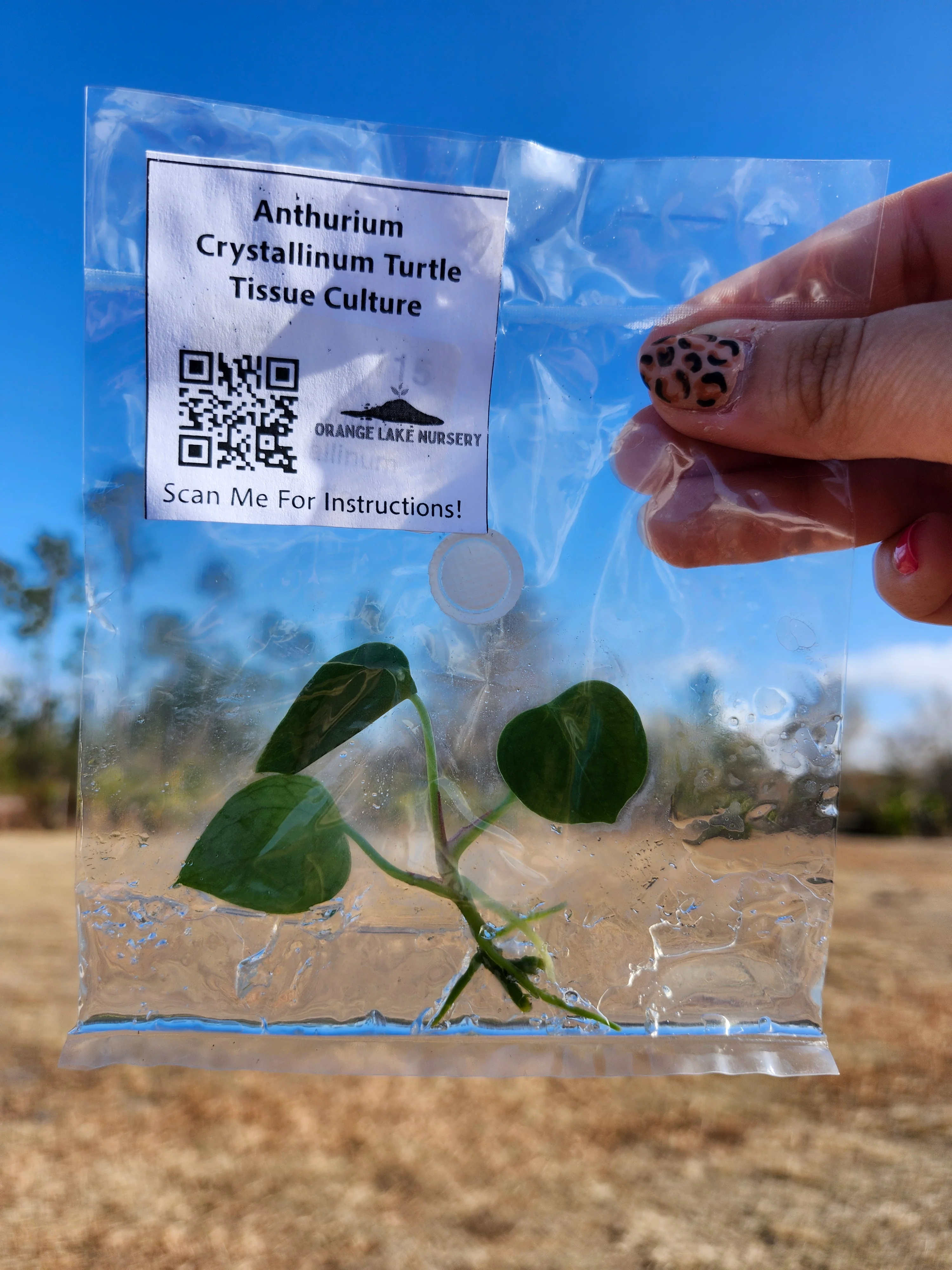 Anthurium Crystallinum Turtle Tissue Culture - Image 4