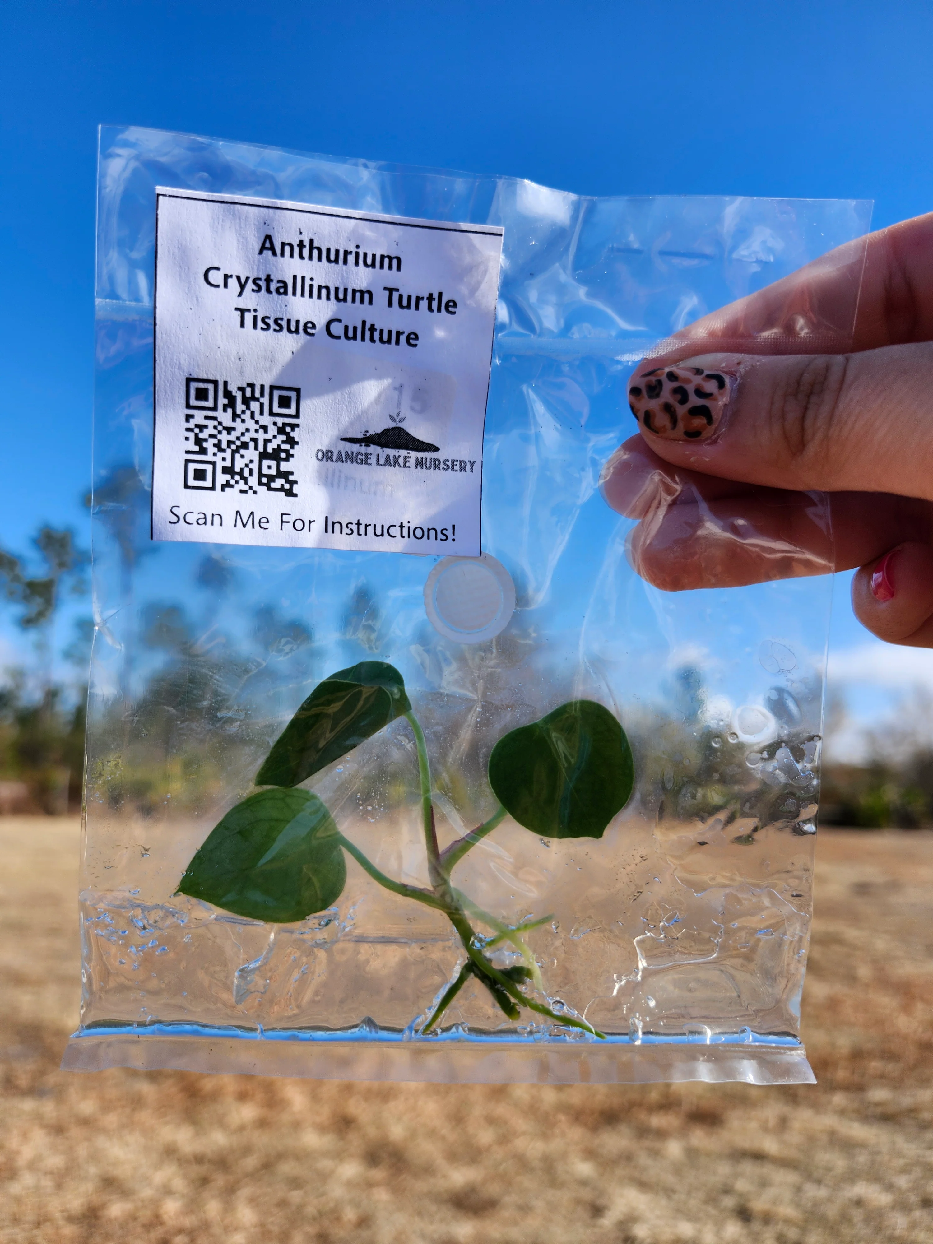 Anthurium Crystallinum Turtle Tissue Culture - Image 5