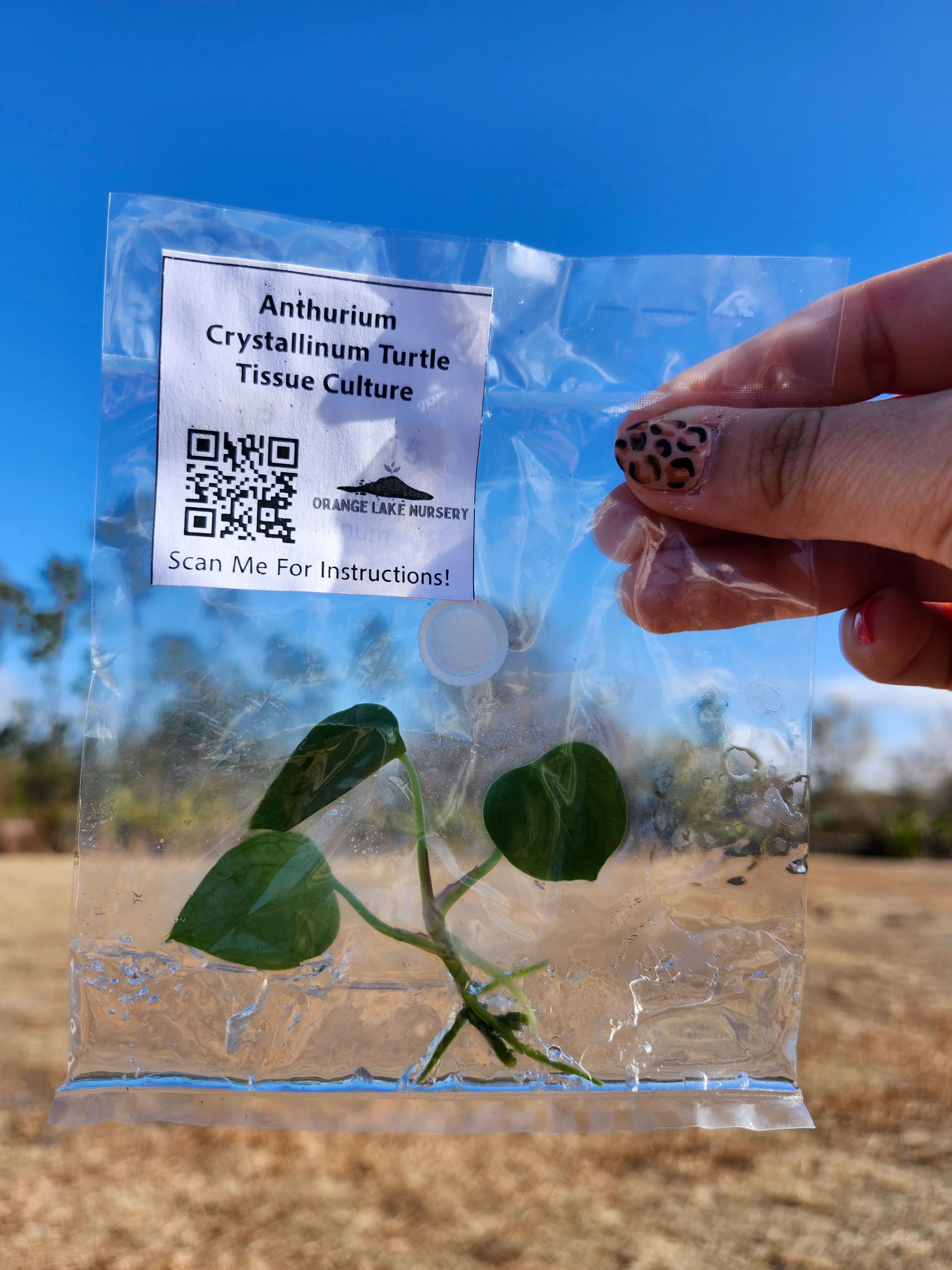 Anthurium Crystallinum Turtle Tissue Culture - Image 6