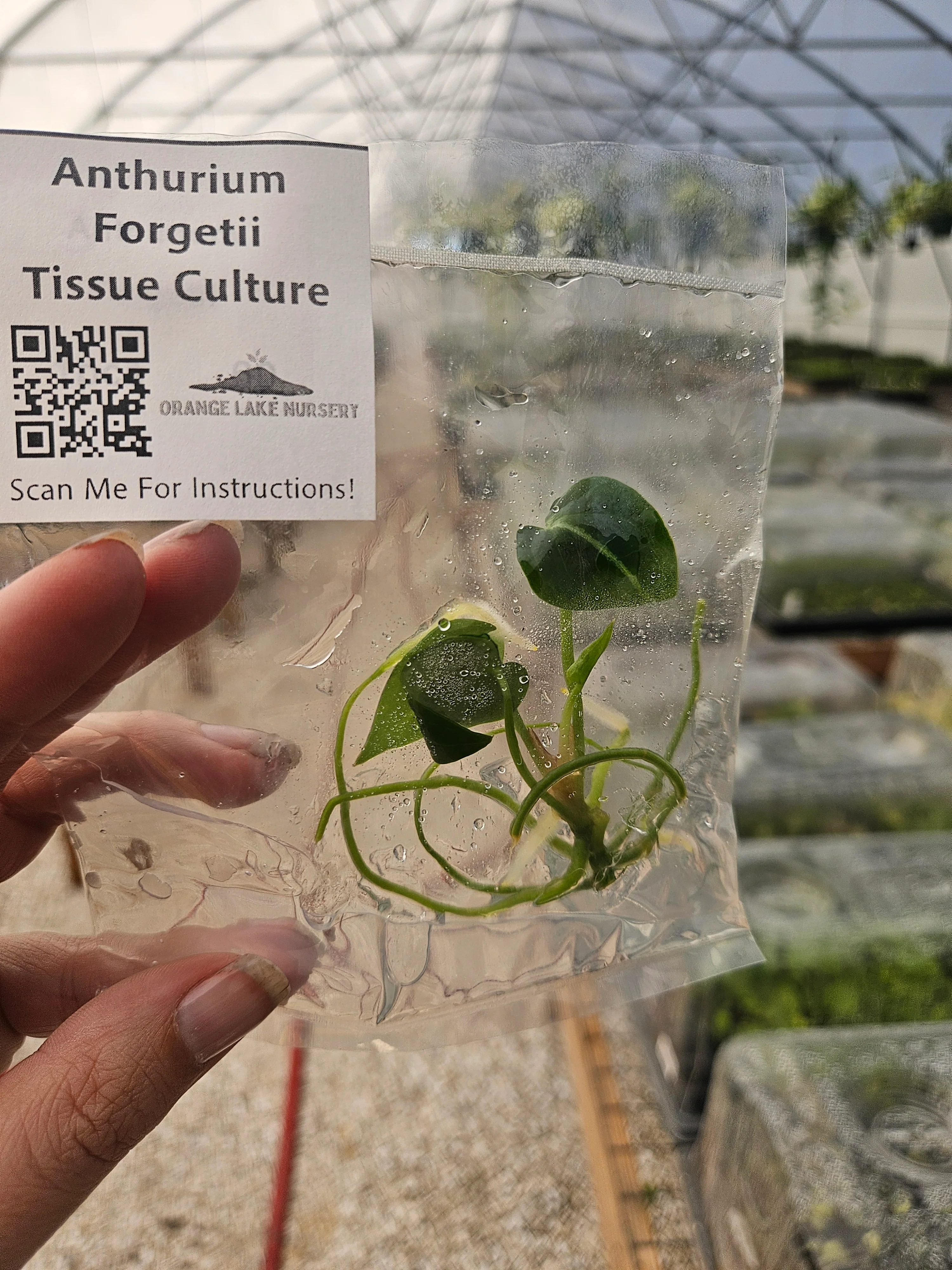 Anthurium Forgetii Tissue Culture - Image 3