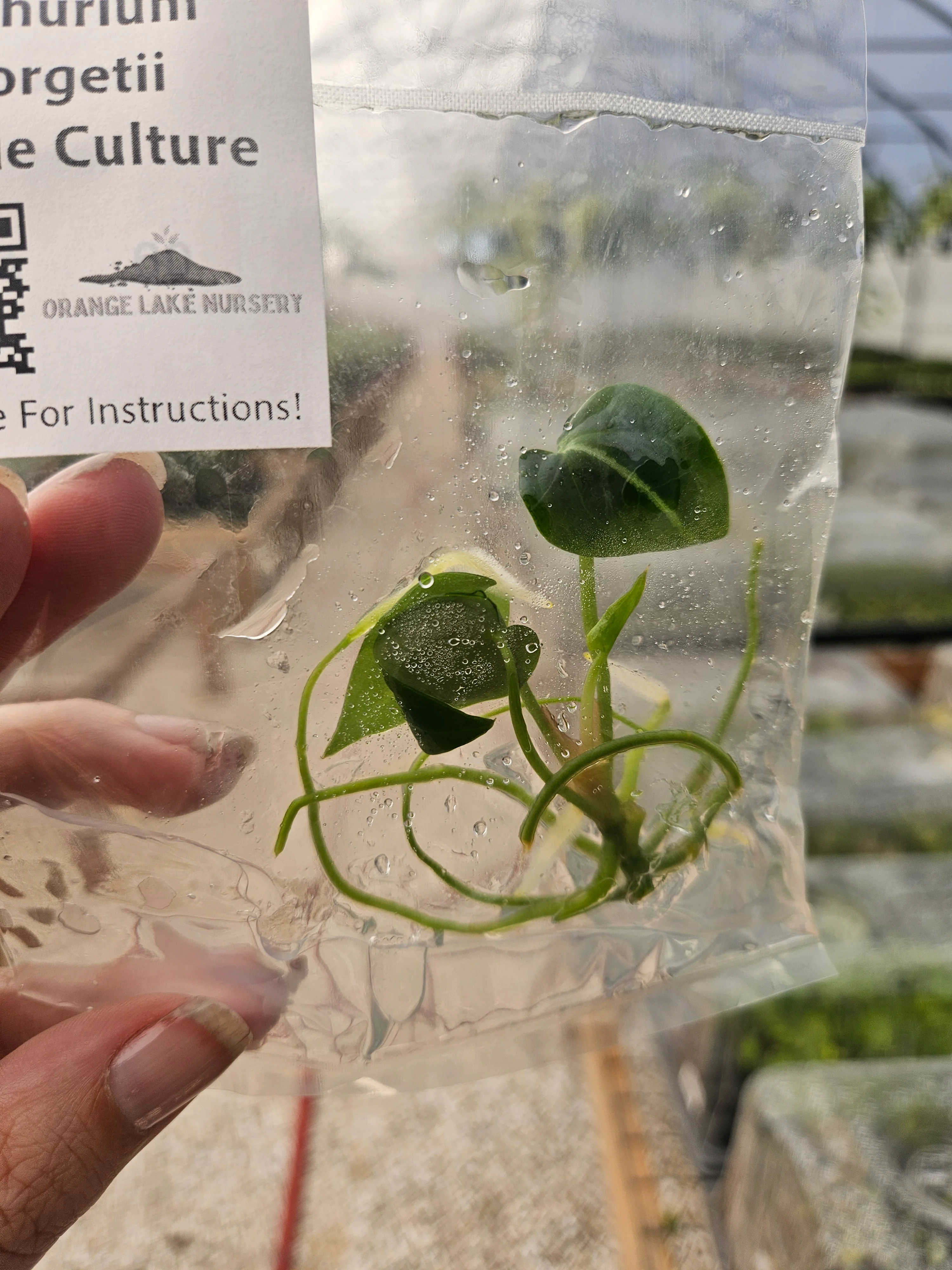 Anthurium Forgetii Tissue Culture - Image 4