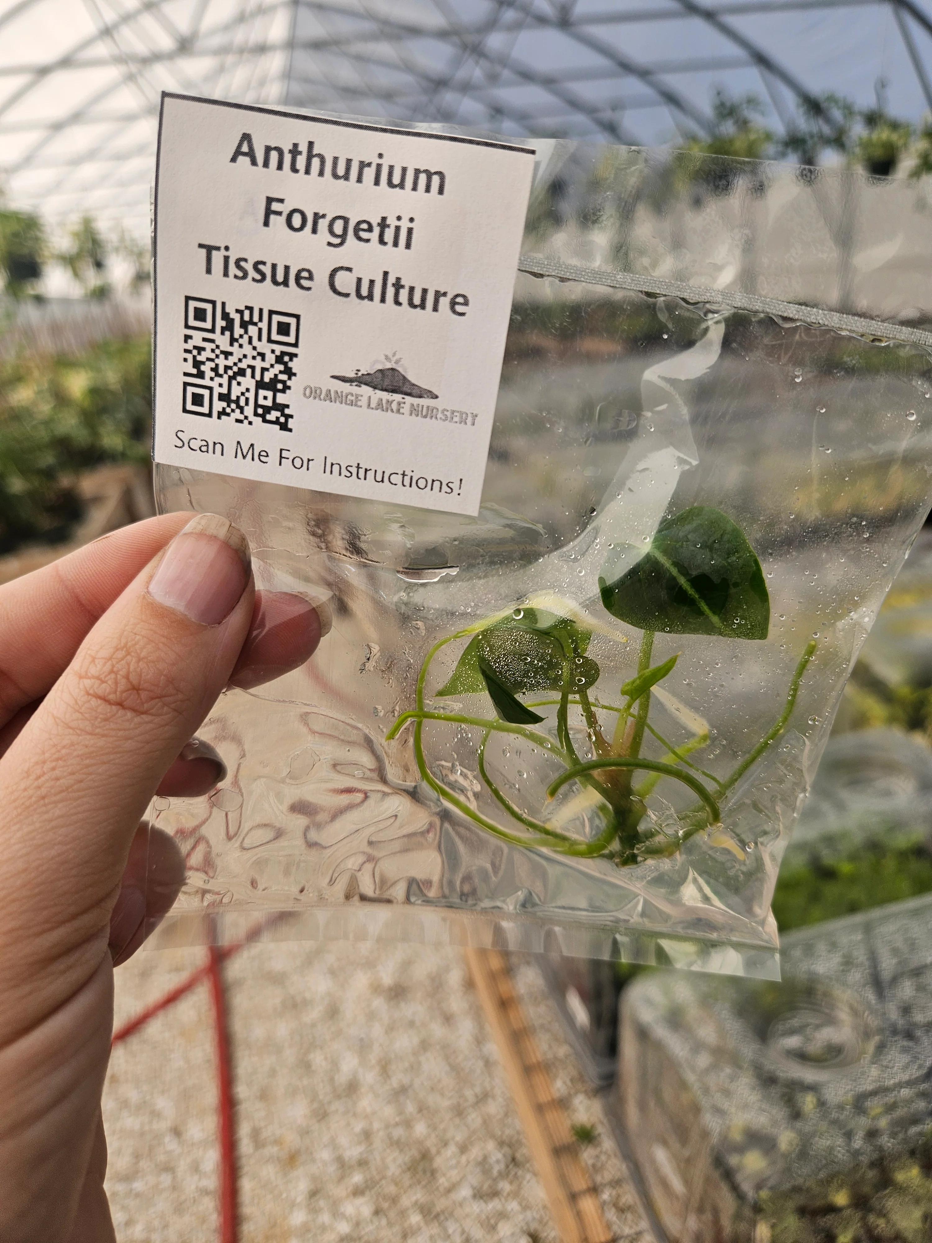 Anthurium Forgetii Tissue Culture - Image 5