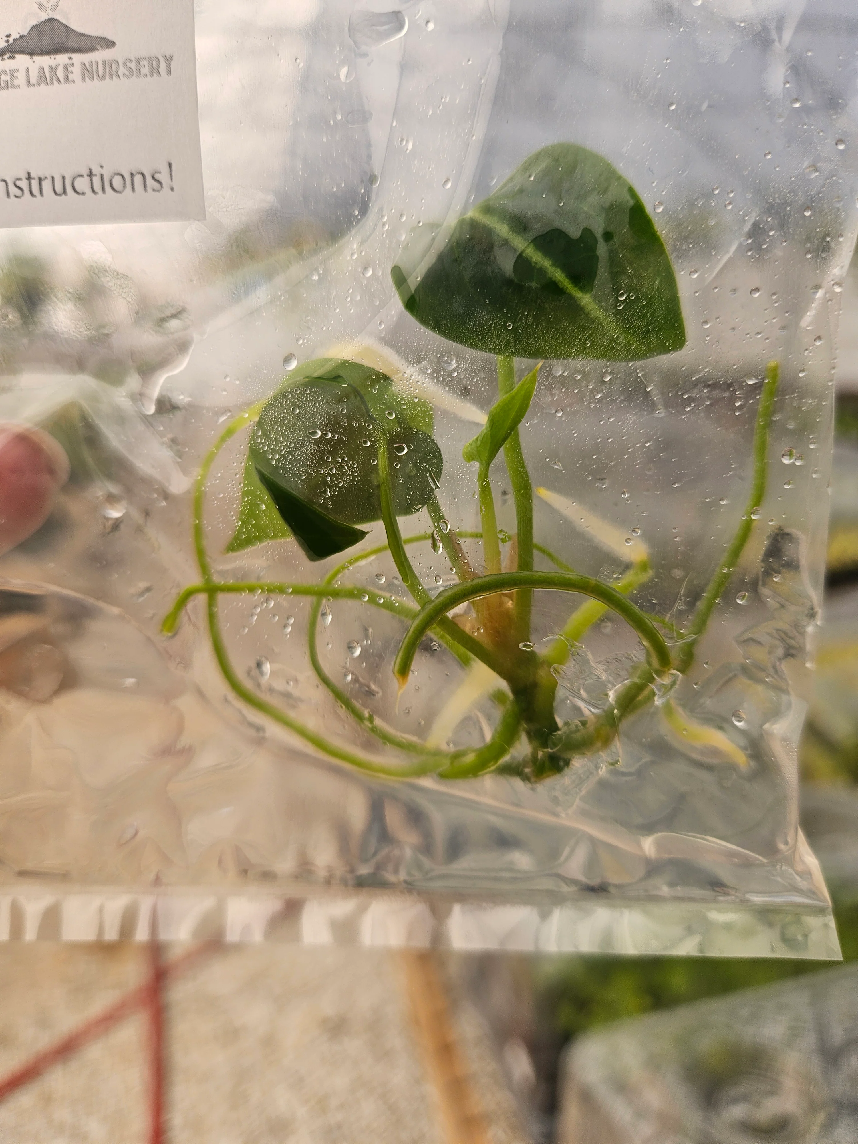 Anthurium Forgetii Tissue Culture - Image 6