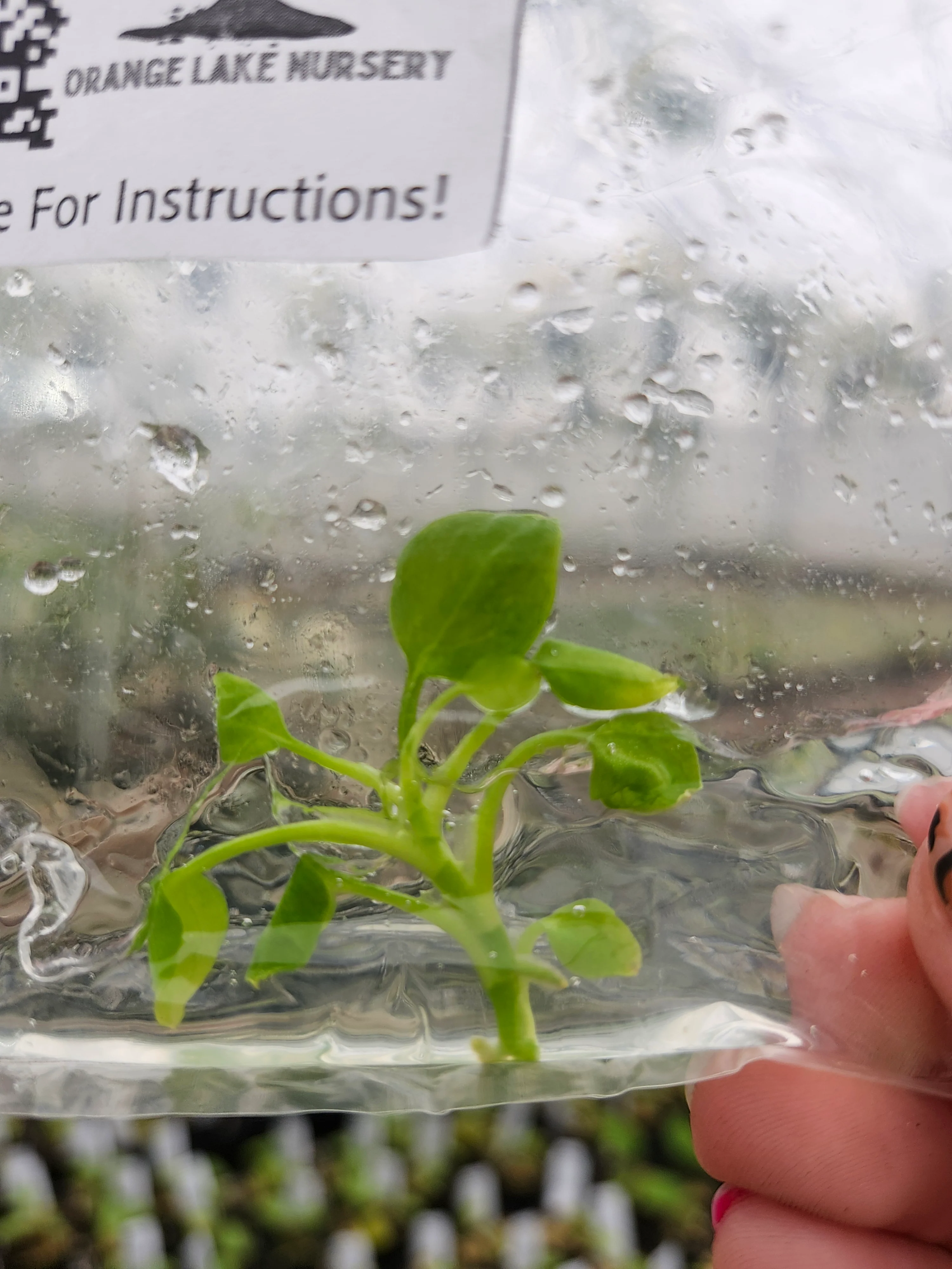 Anthurium Green Phoenix Tissue Culture - Image 3