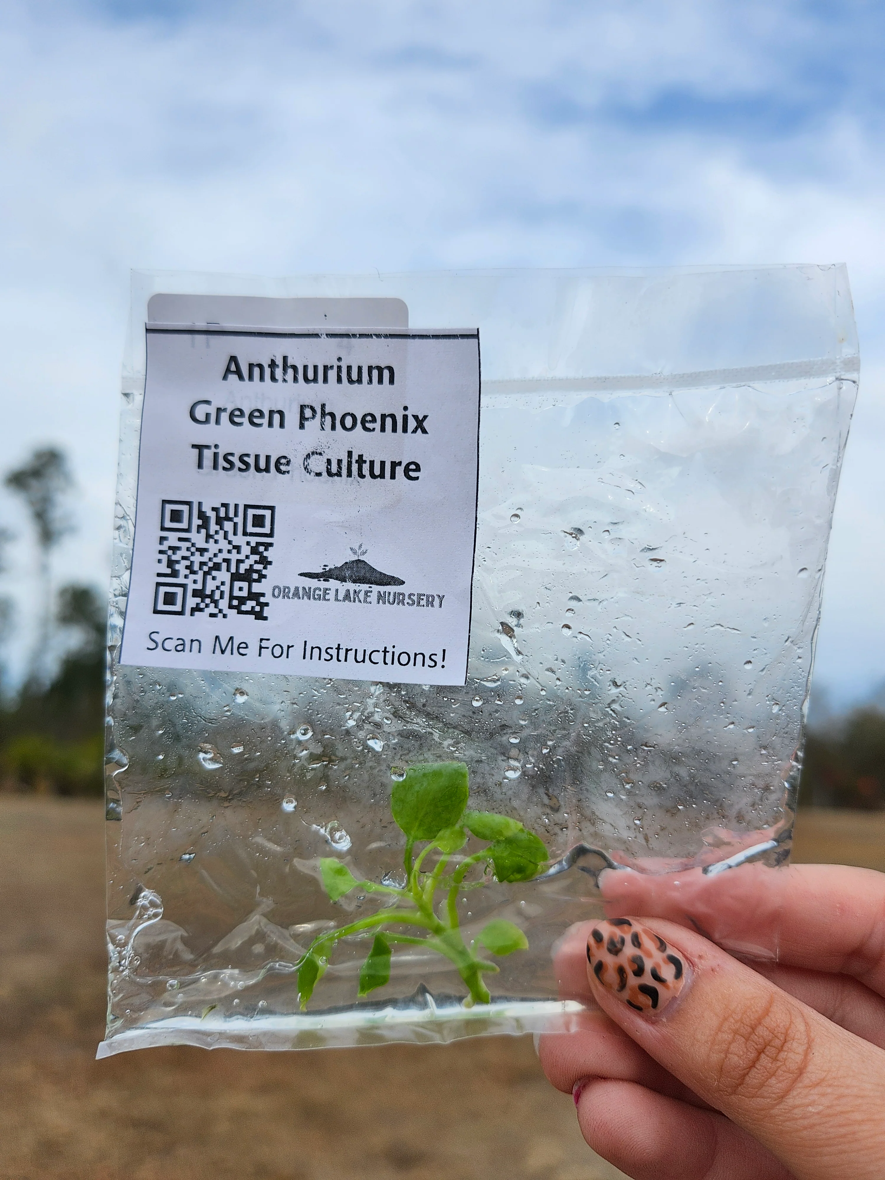 Anthurium Green Phoenix Tissue Culture - Image 5