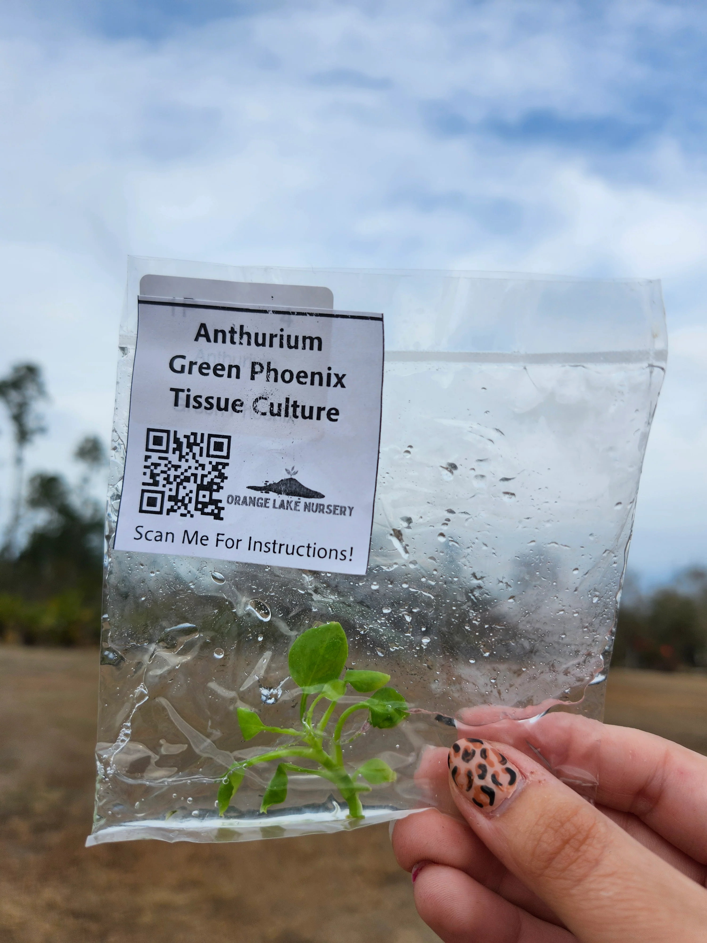 Anthurium Green Phoenix Tissue Culture - Image 6