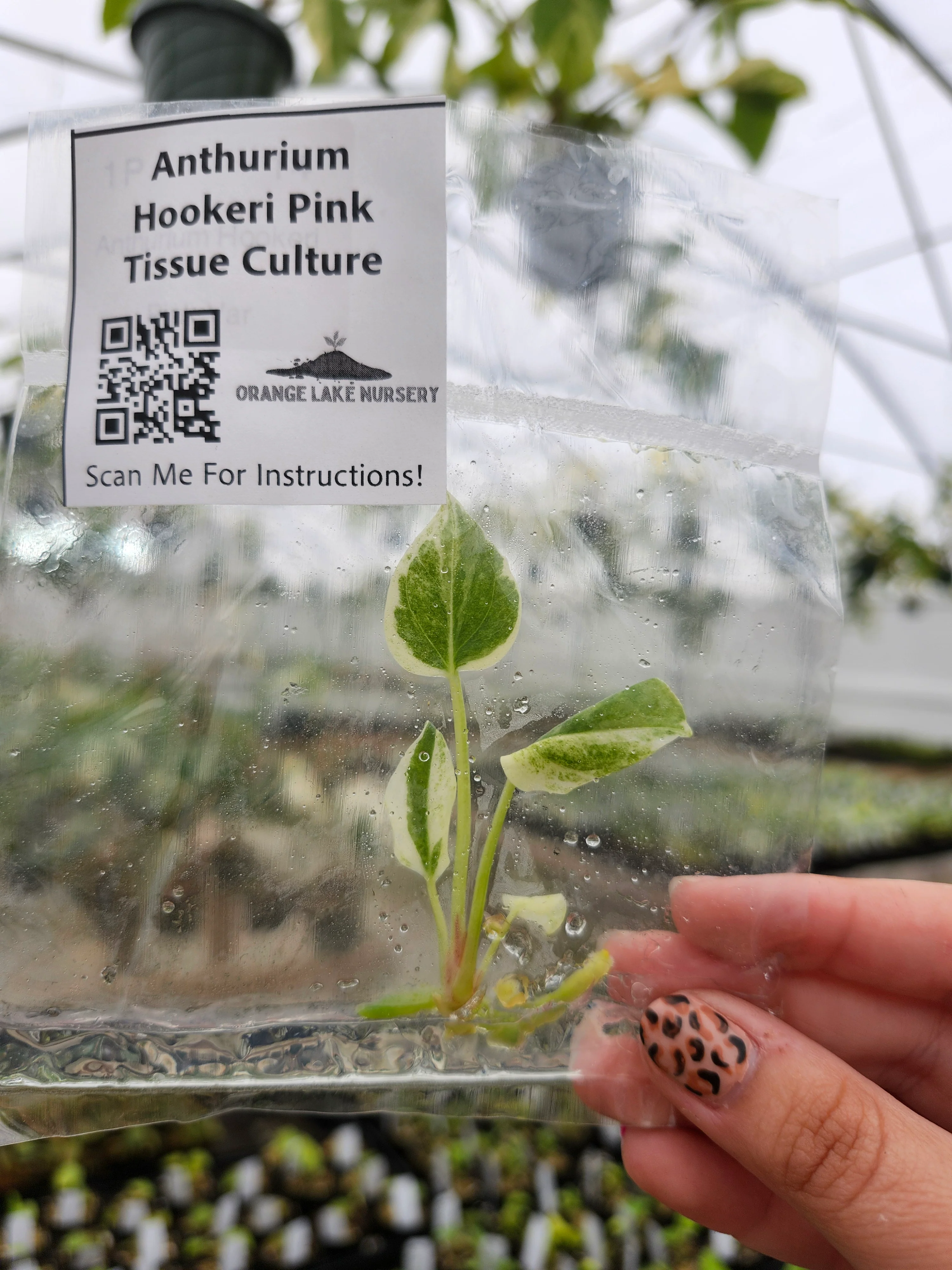 Anthurium Hookeri Pink Tissue Culture - Image 3