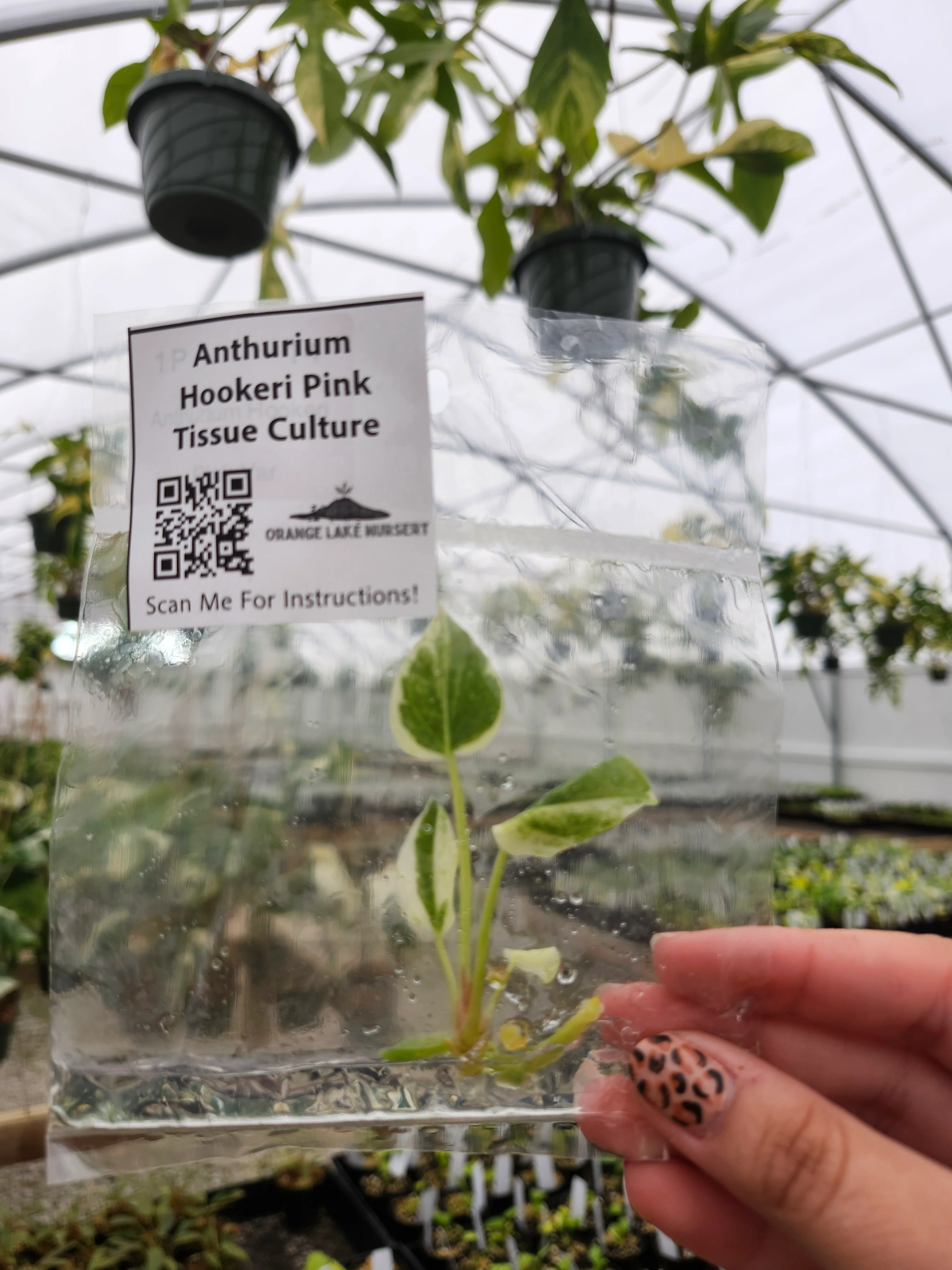 Anthurium Hookeri Pink Tissue Culture - Image 4