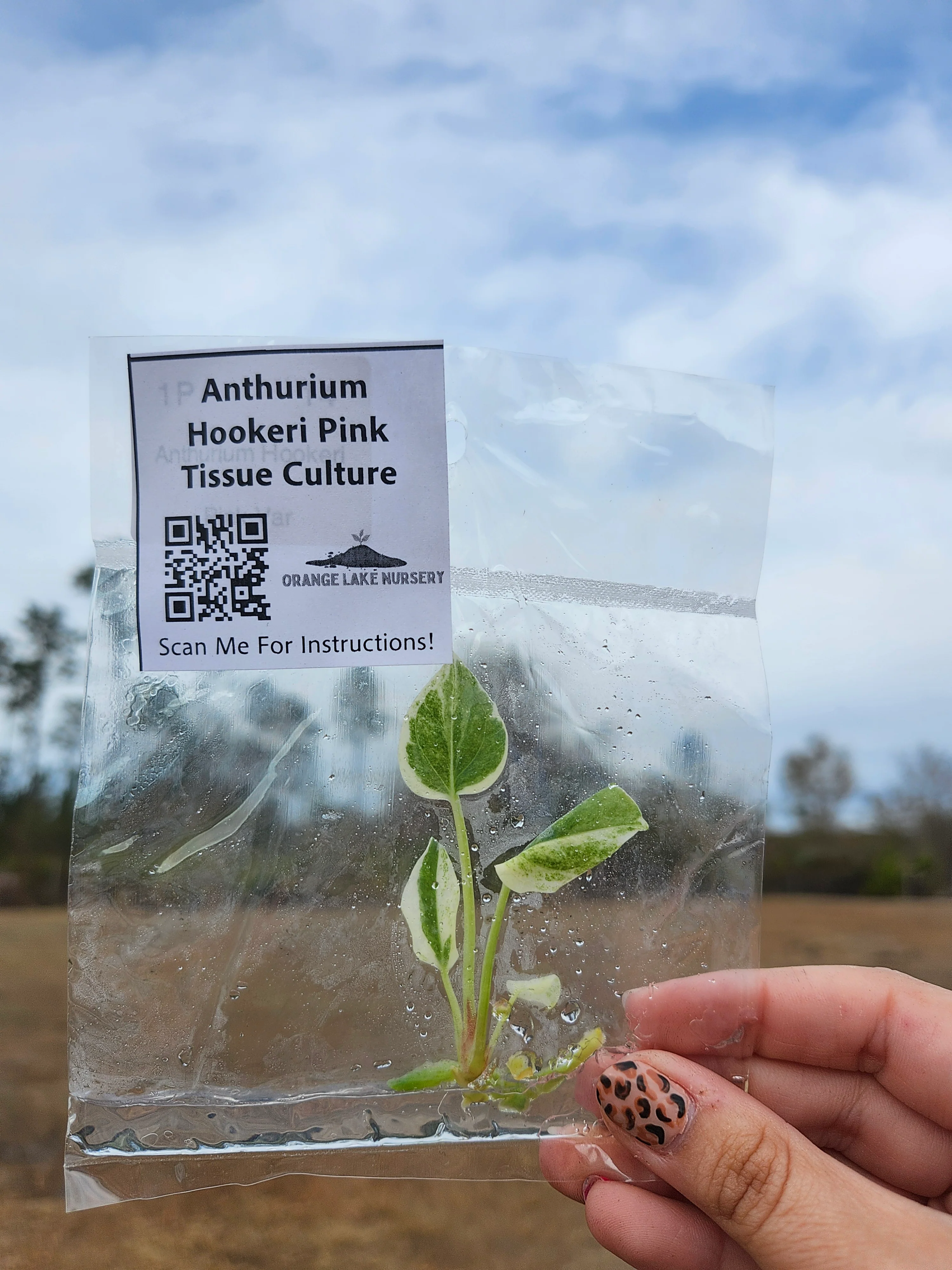 Anthurium Hookeri Pink Tissue Culture - Image 6