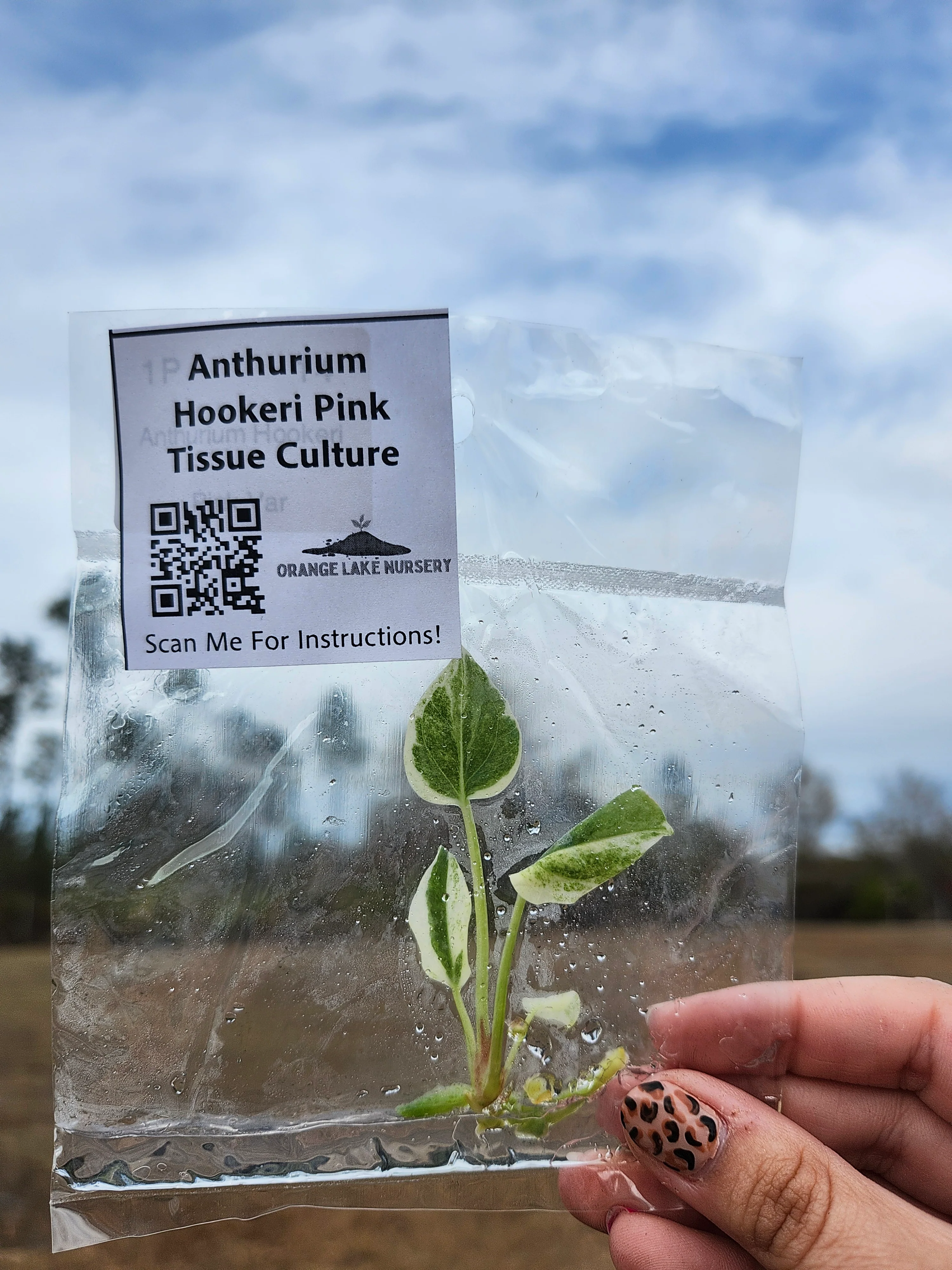 Anthurium Hookeri Pink Tissue Culture - Image 7
