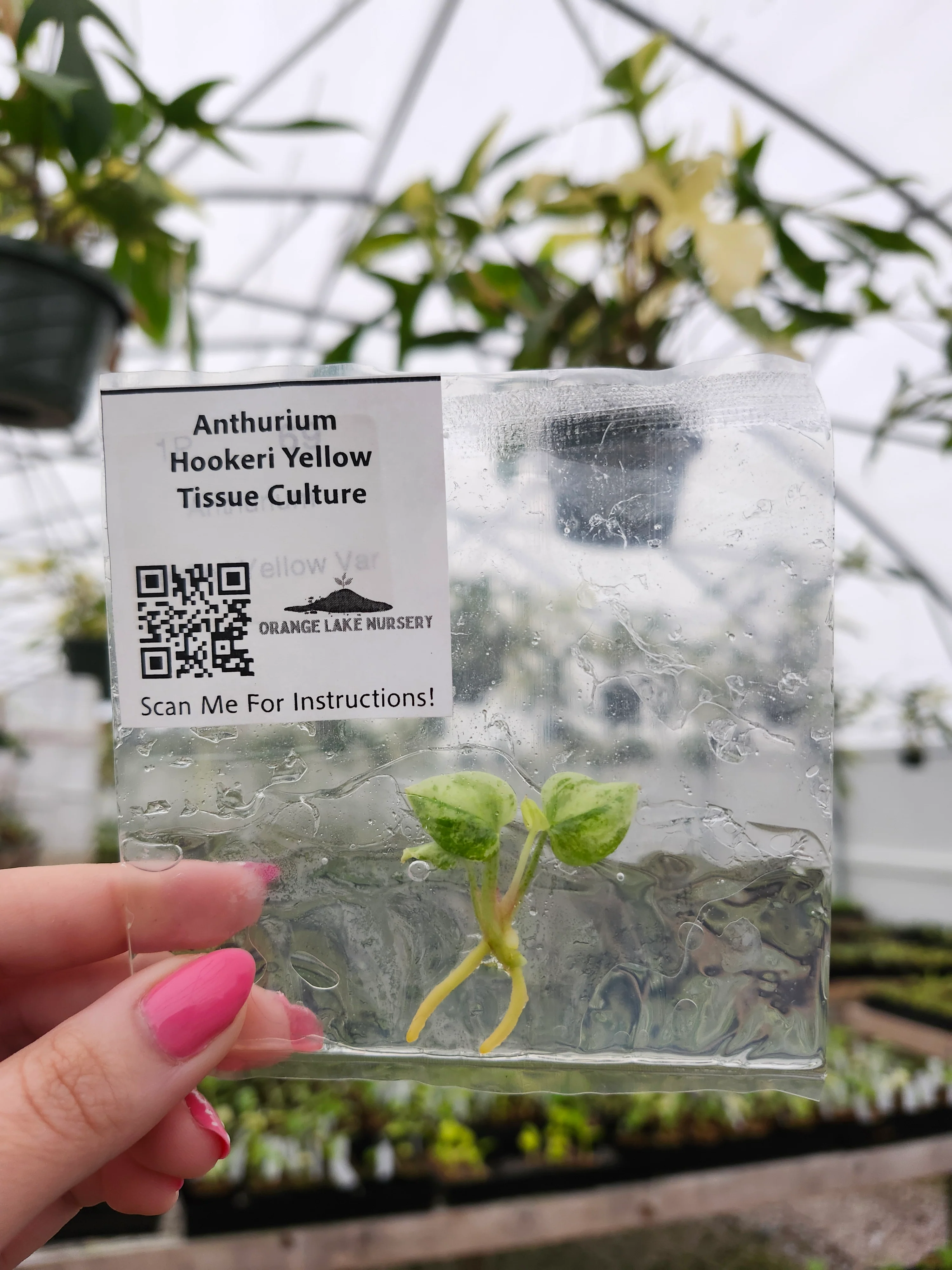 Anthurium Hookeri Yellow Variegated Tissue Culture - Image 3