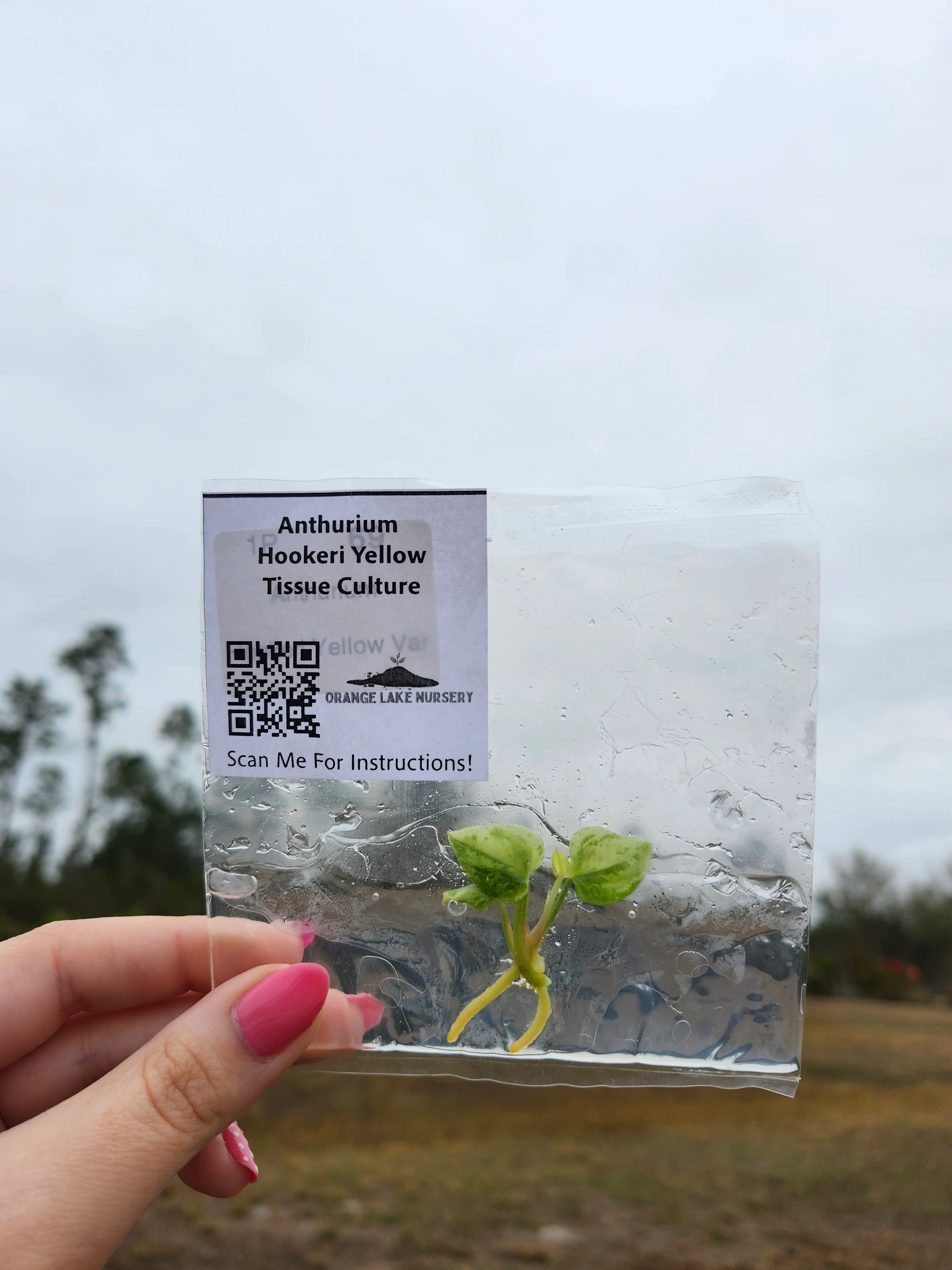 Anthurium Hookeri Yellow Variegated Tissue Culture - Image 4